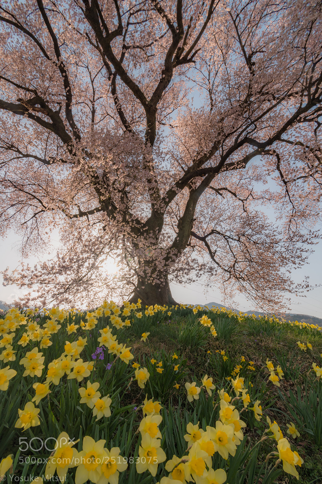Nikon D5500 sample photo. Full blossom photography