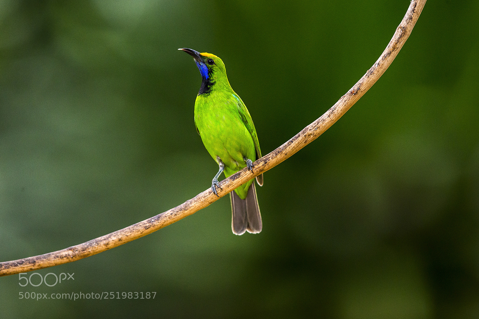 Canon EOS-1D X sample photo. Thailand 2014 photography