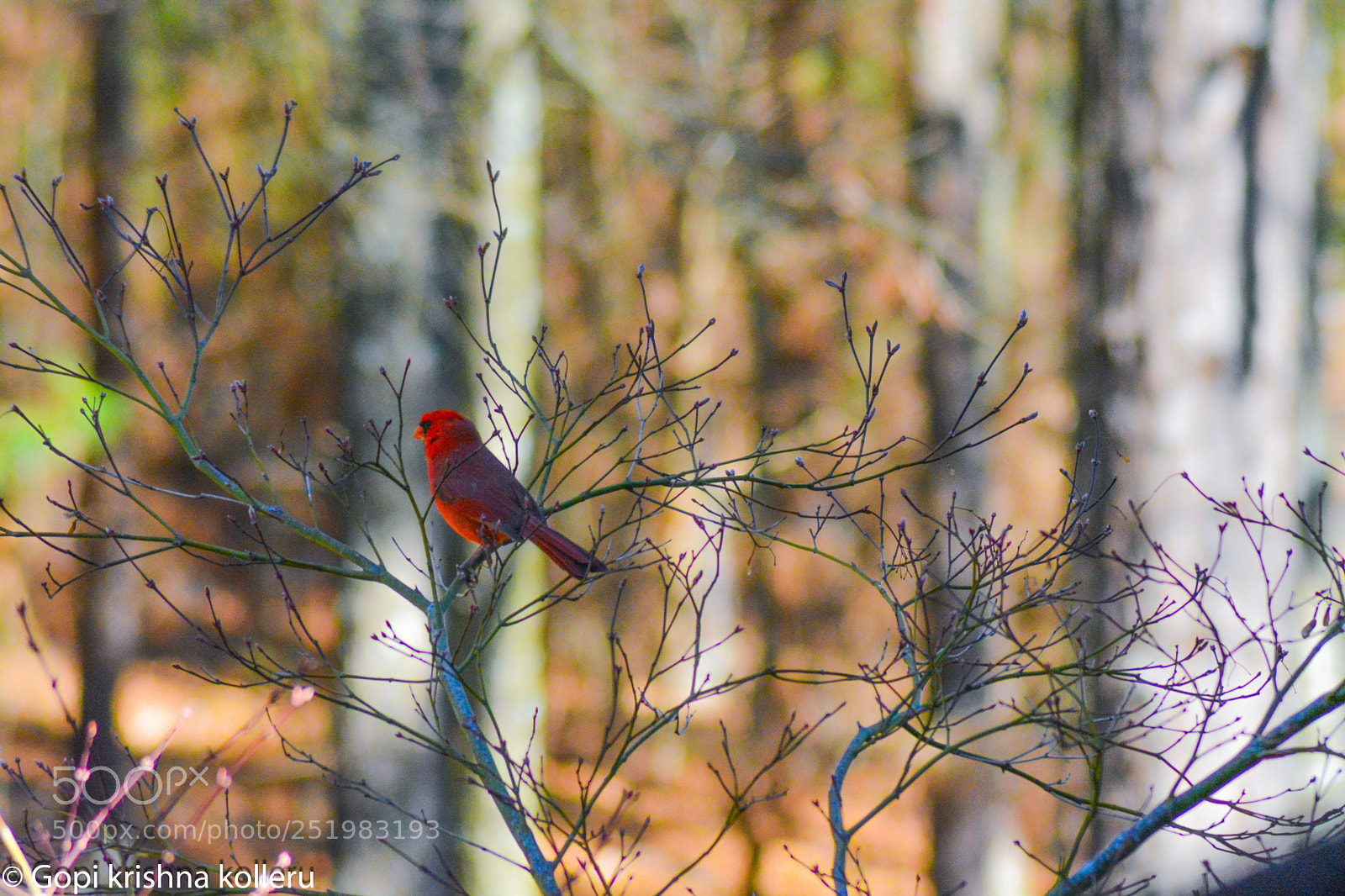 Nikon D5200 sample photo. Red bird photography