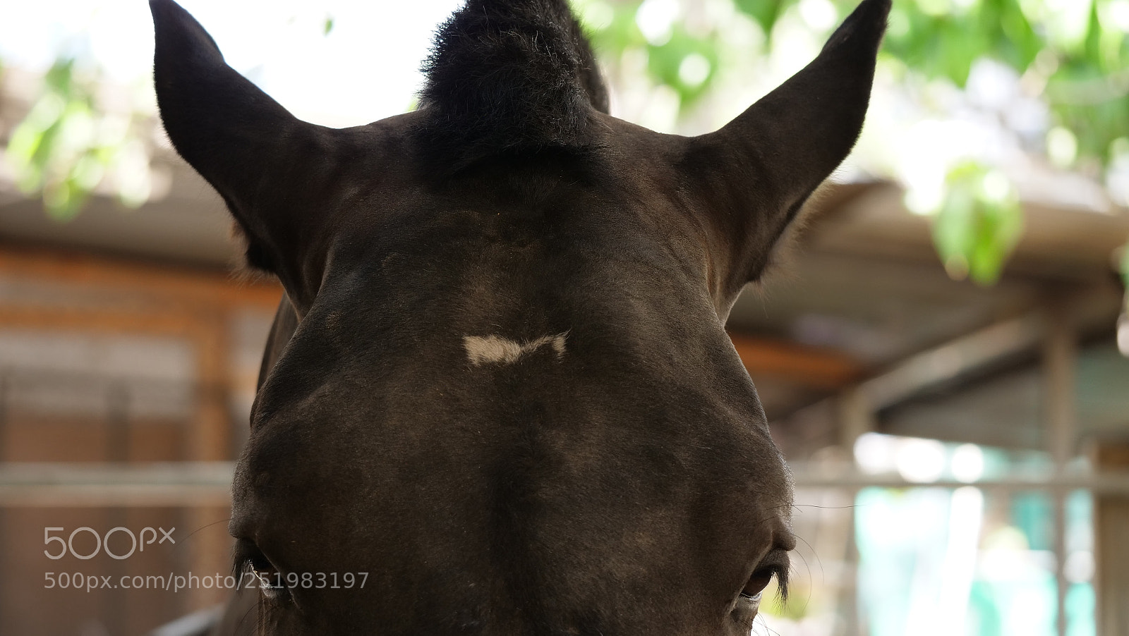 Panasonic Lumix DC-GH5 sample photo. Close up horse photography