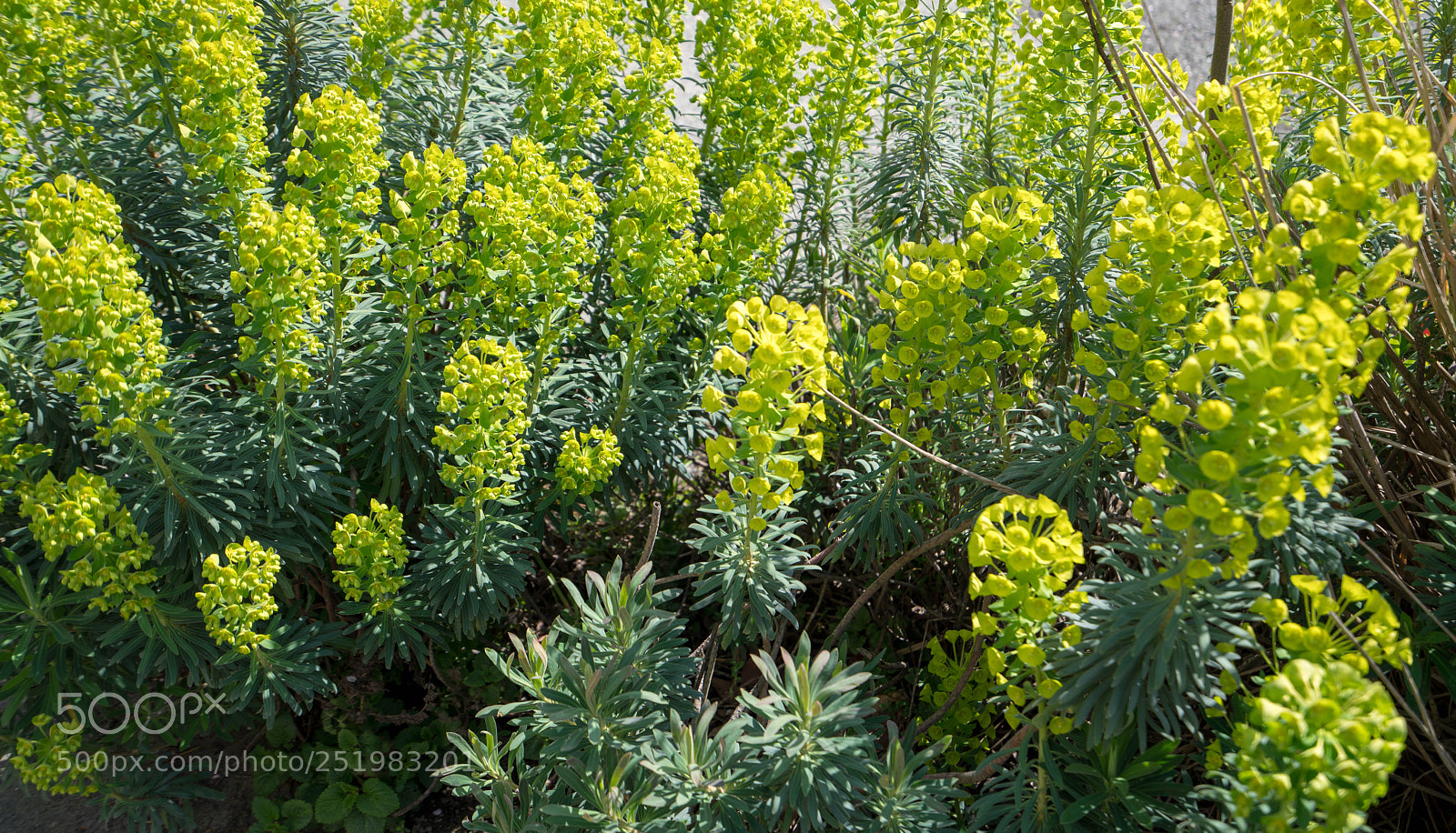 Sony a7R III sample photo. Flowers 1 photography