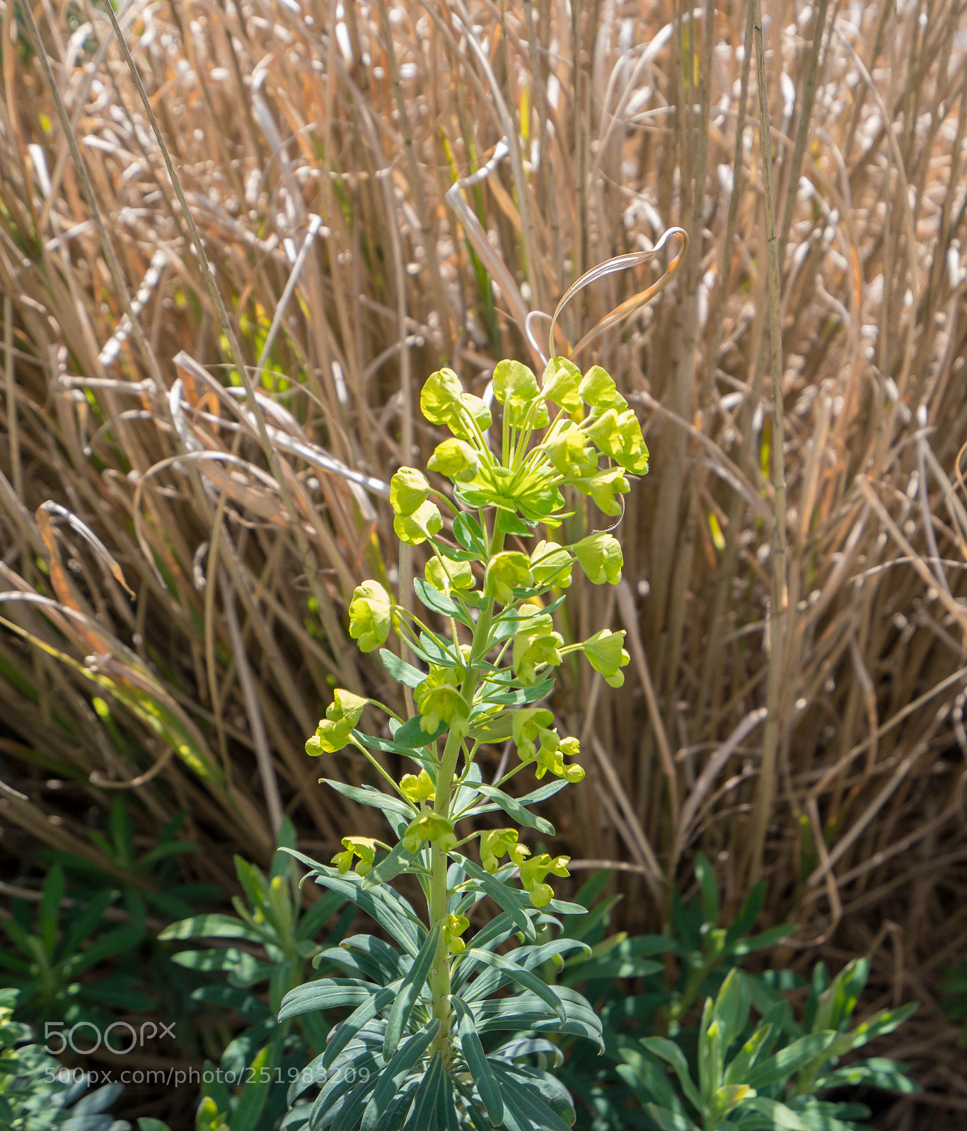 Sony a7R III sample photo. Flowers 2 photography