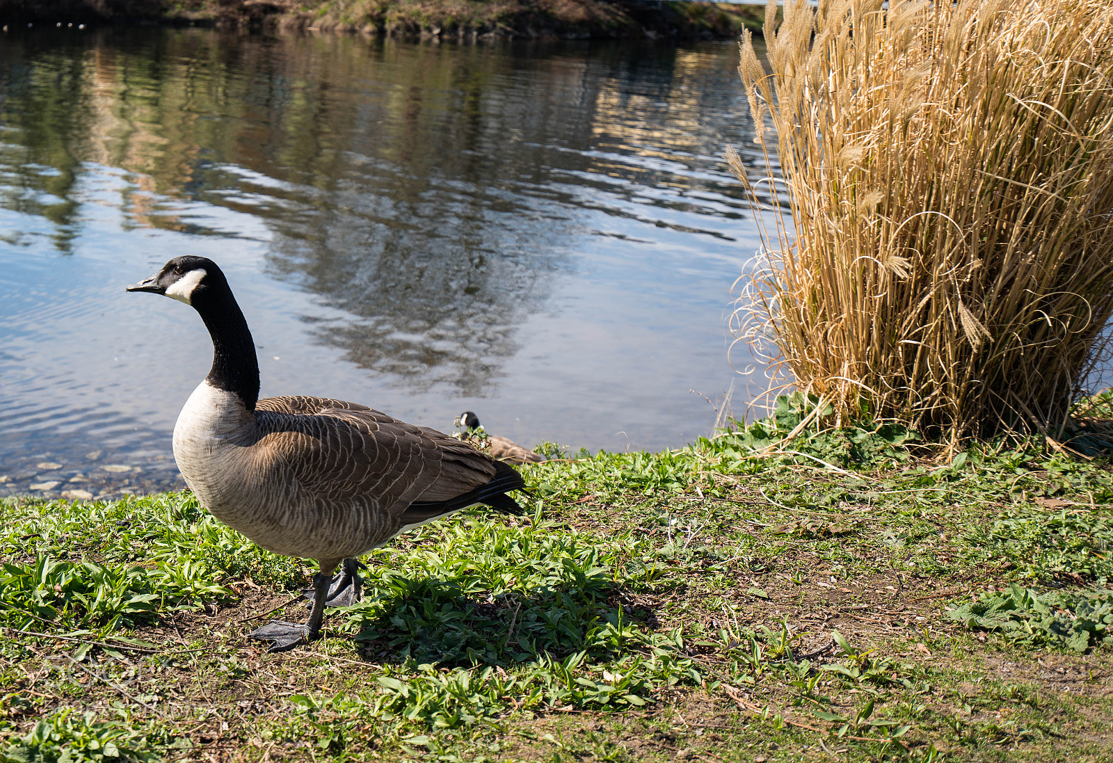 Sony a7R III sample photo. Goose photography