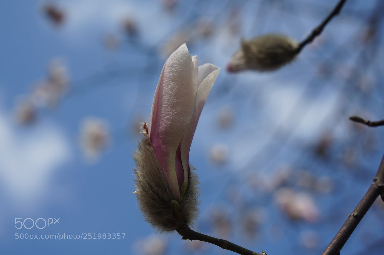 Sony Alpha NEX-5N sample photo. March photography