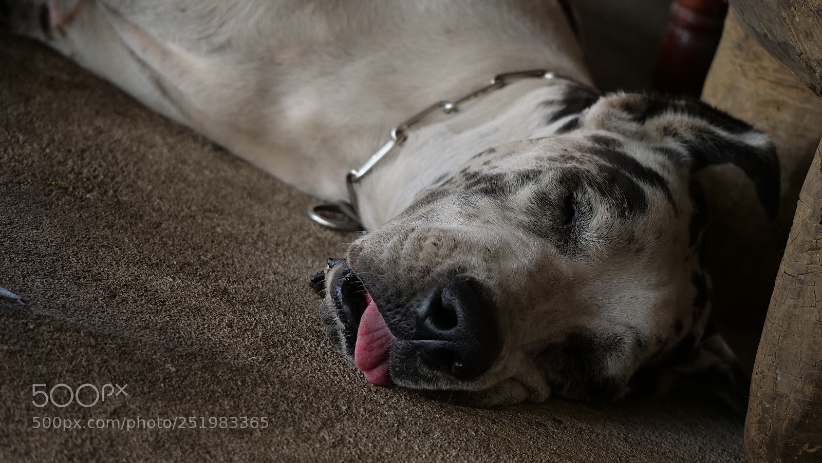 Panasonic Lumix DC-GH5 sample photo. Dead sleep photography