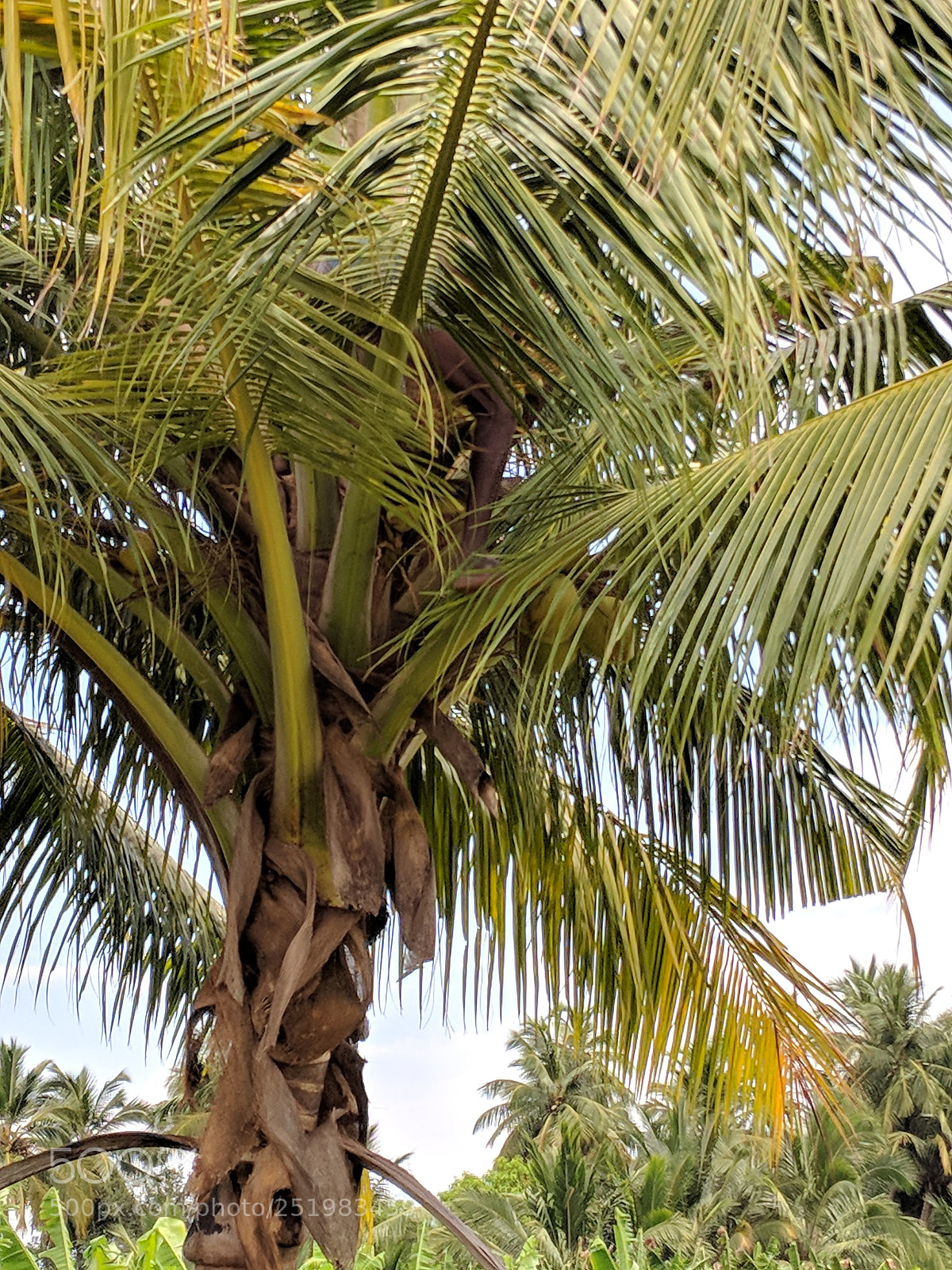 Google Pixel 2 sample photo. Untitled photography