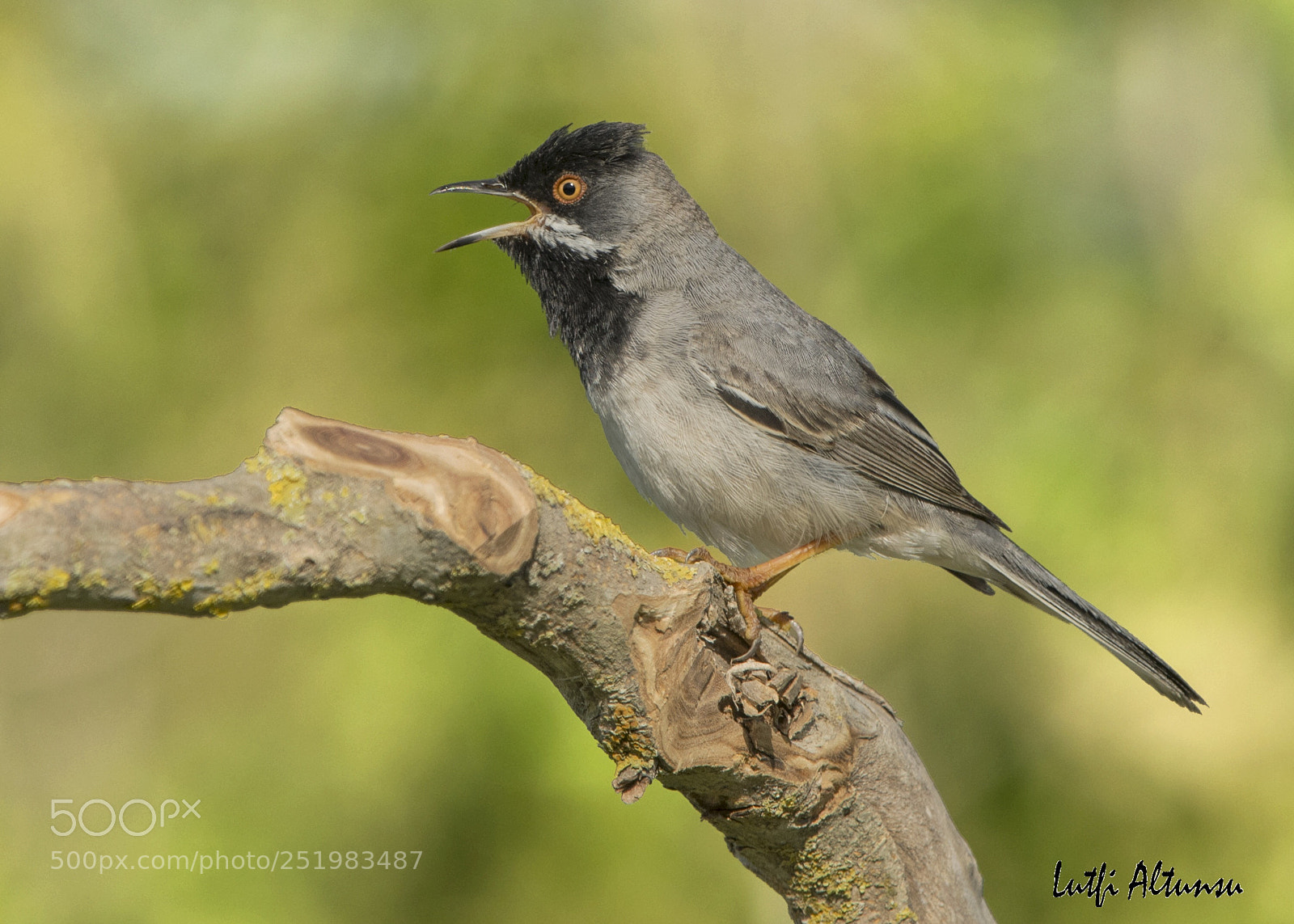 Nikon D500 sample photo. R ppell s warbler photography