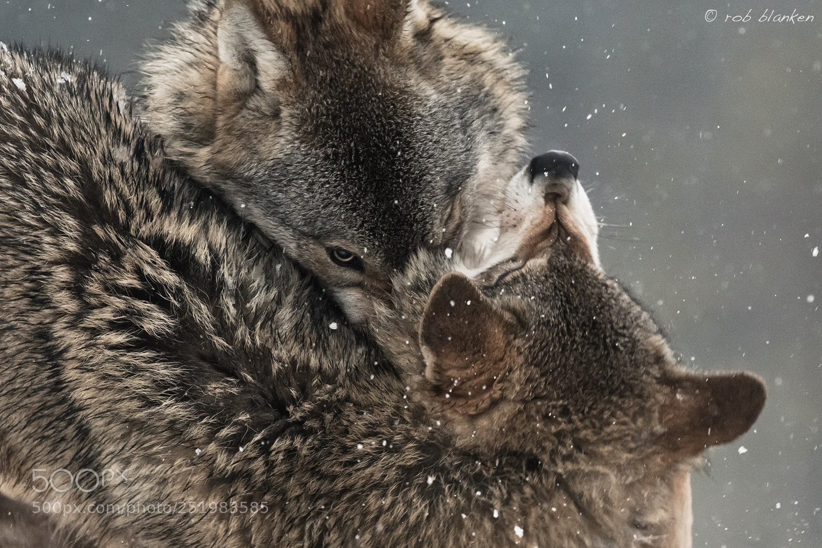 Nikon D850 sample photo. Gray wolf (9) photography