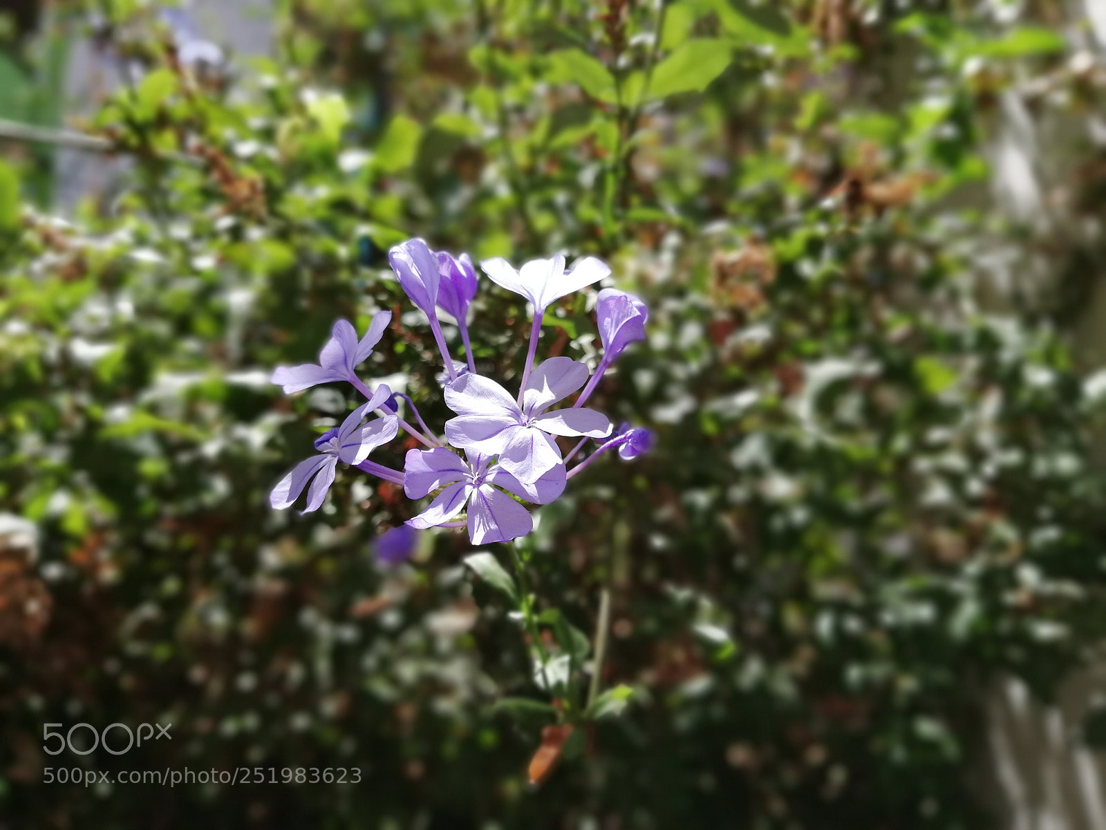 HUAWEI Mate 10 Lite sample photo. Flor photography