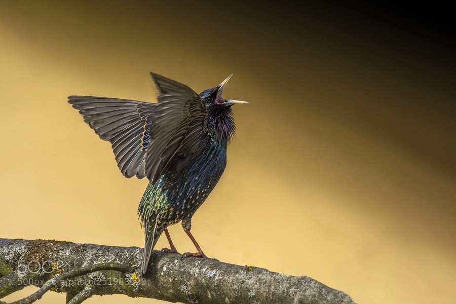 Nikon D7100 sample photo. Bird elvis photography