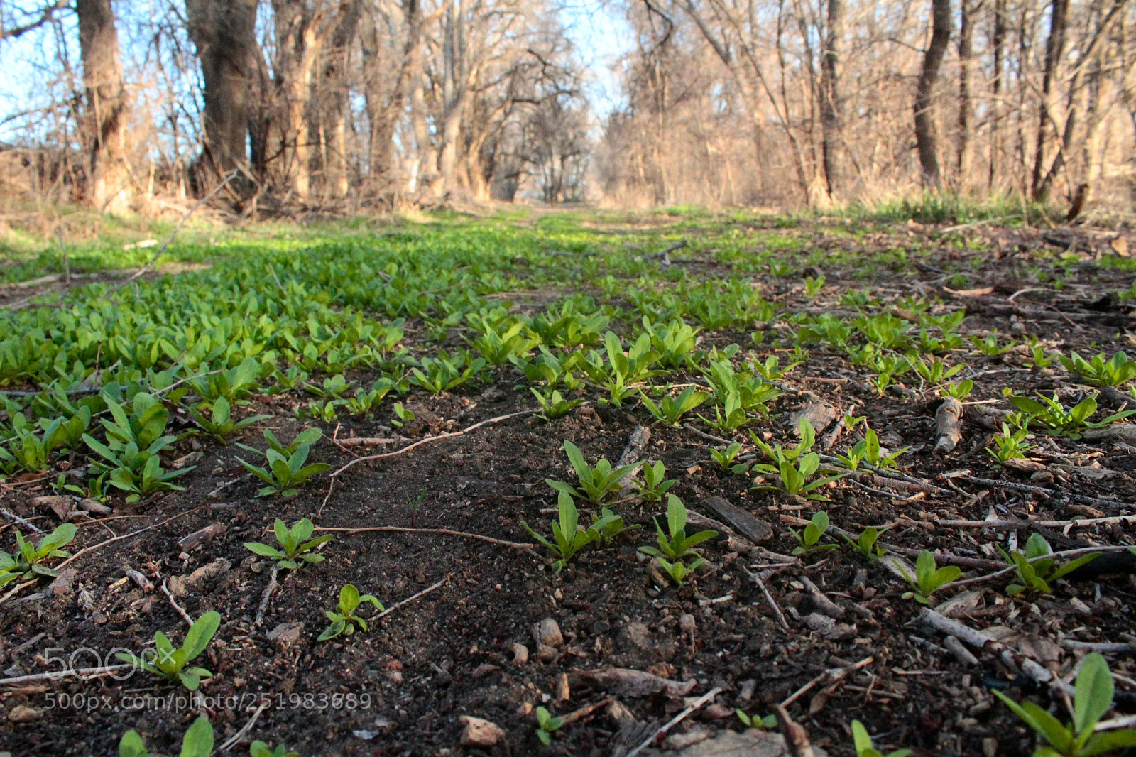 Canon EOS 1200D (EOS Rebel T5 / EOS Kiss X70 / EOS Hi) sample photo. Woods photography
