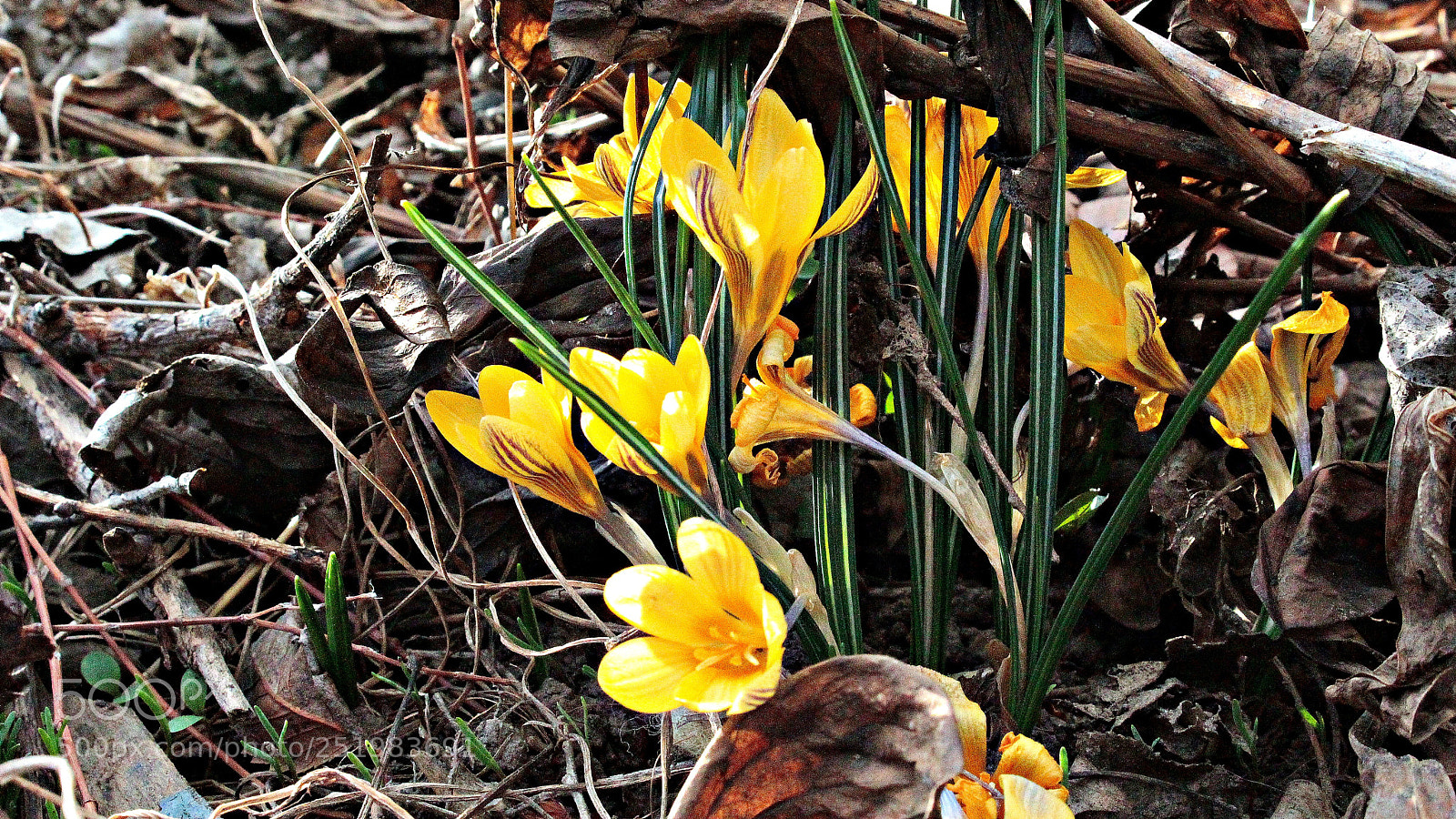 Canon EOS 1200D (EOS Rebel T5 / EOS Kiss X70 / EOS Hi) sample photo. Spring is here photography
