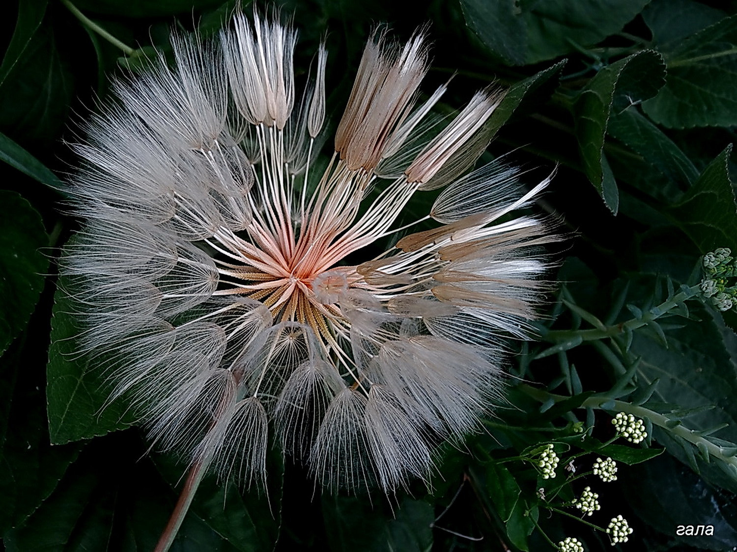 Minolta AF 80-200mm F2.8 HS-APO G sample photo. Inseminator ... photography
