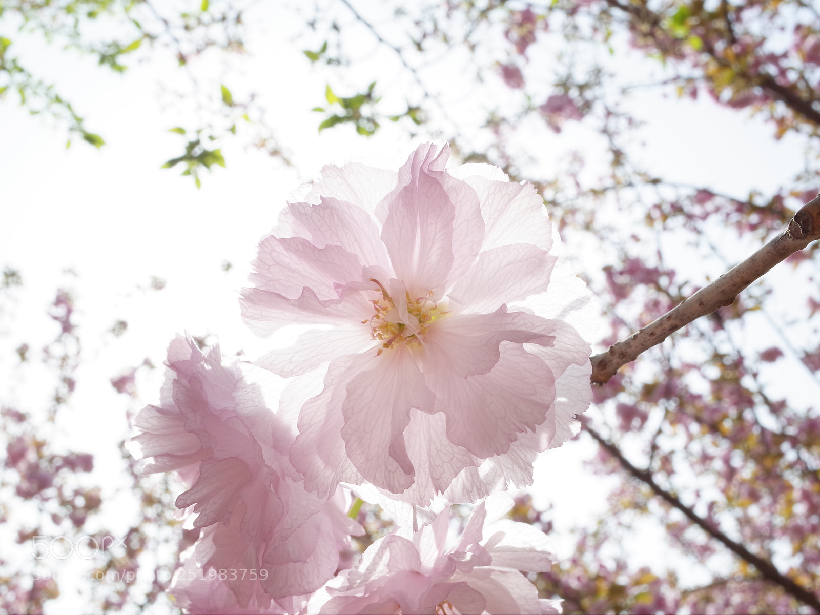 Ricoh GR II sample photo. Untitled photography