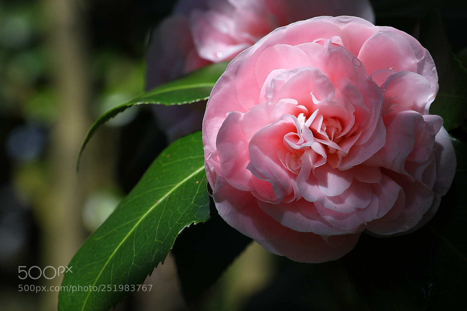 Canon EF 24-70mm F2.8L II USM sample photo. Camellia photography