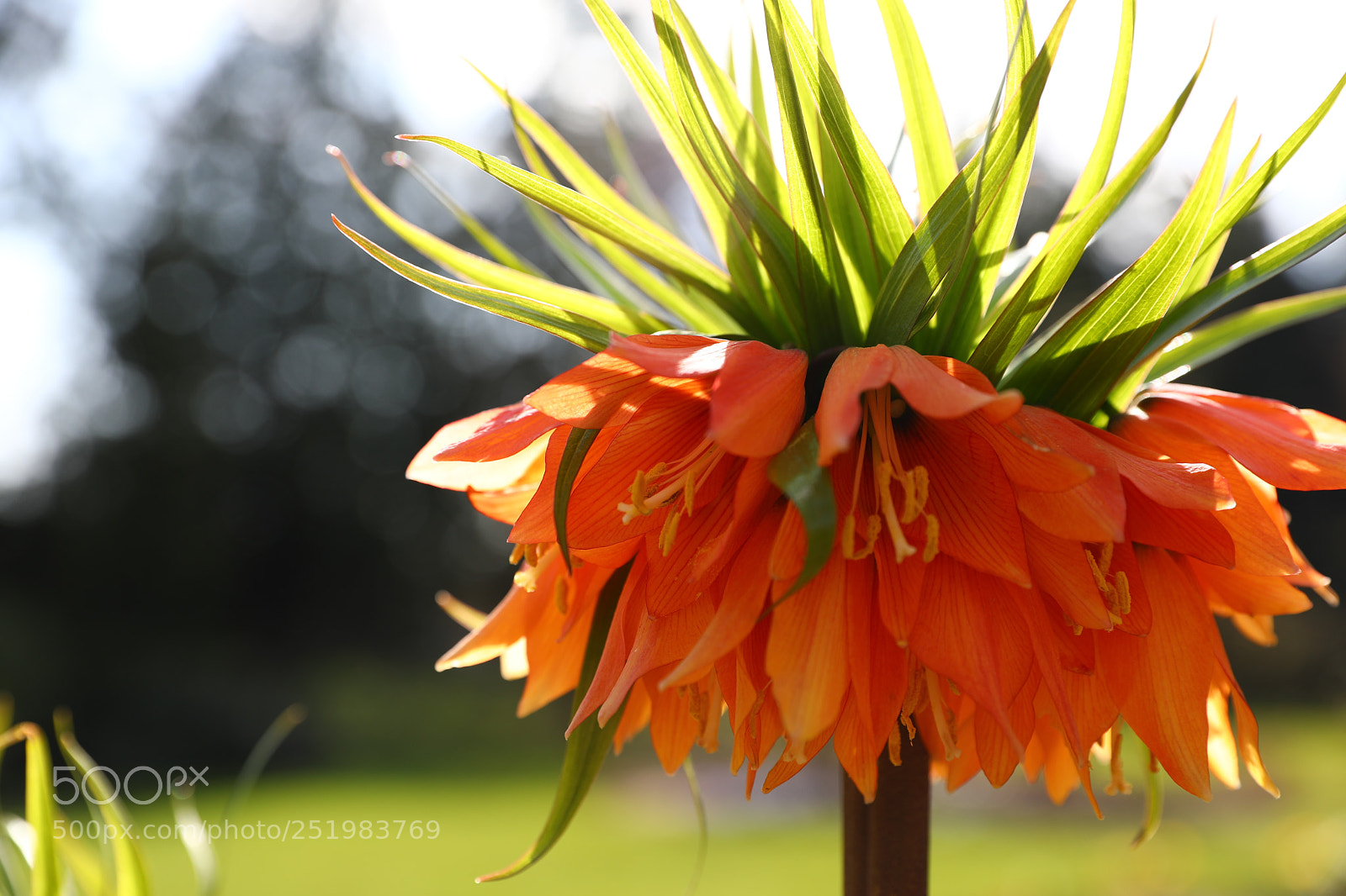 Canon EF 24-70mm F2.8L II USM sample photo. Full bloom photography