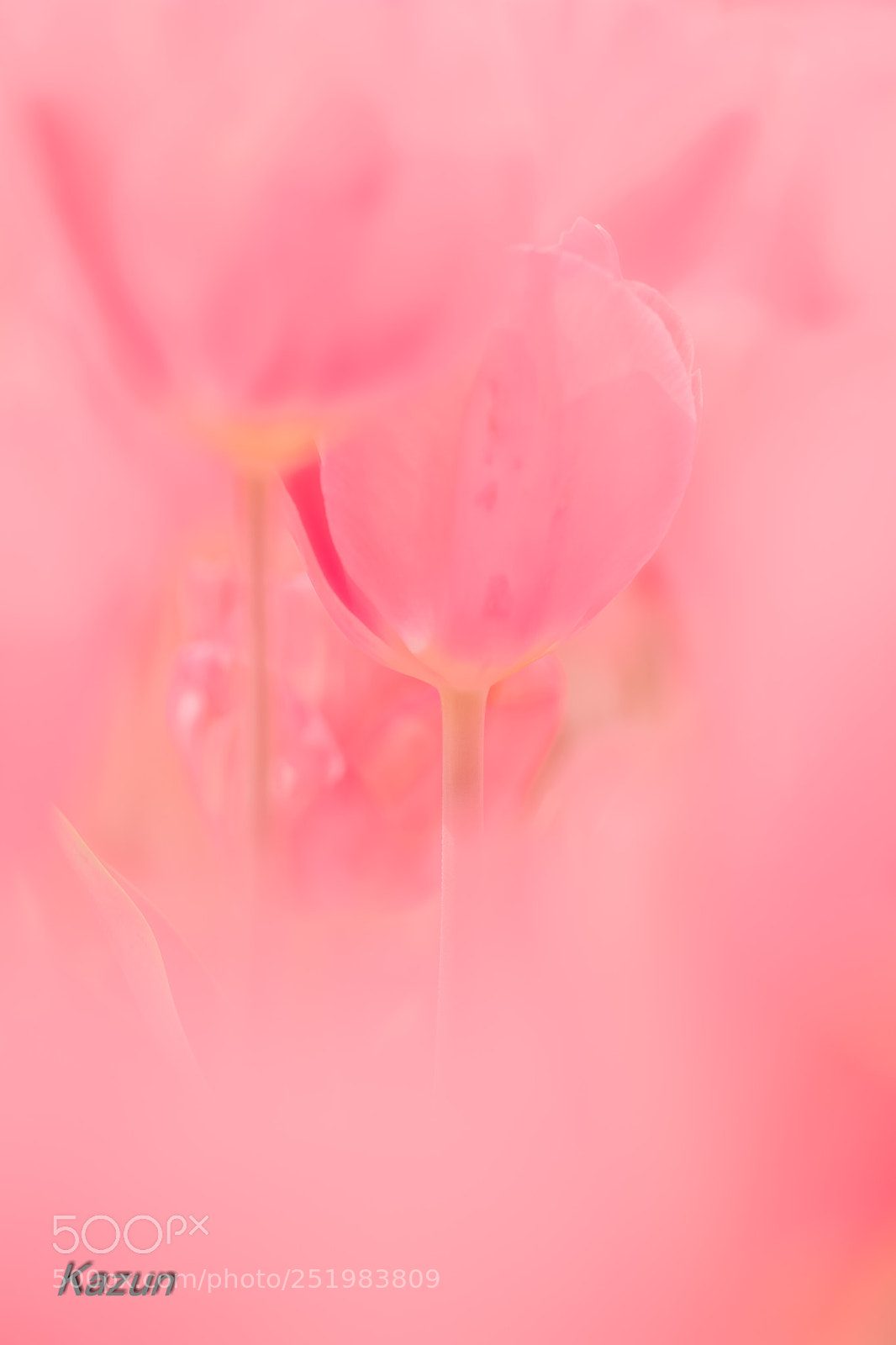 Leica SL (Typ 601) sample photo. Find your red line..... photography