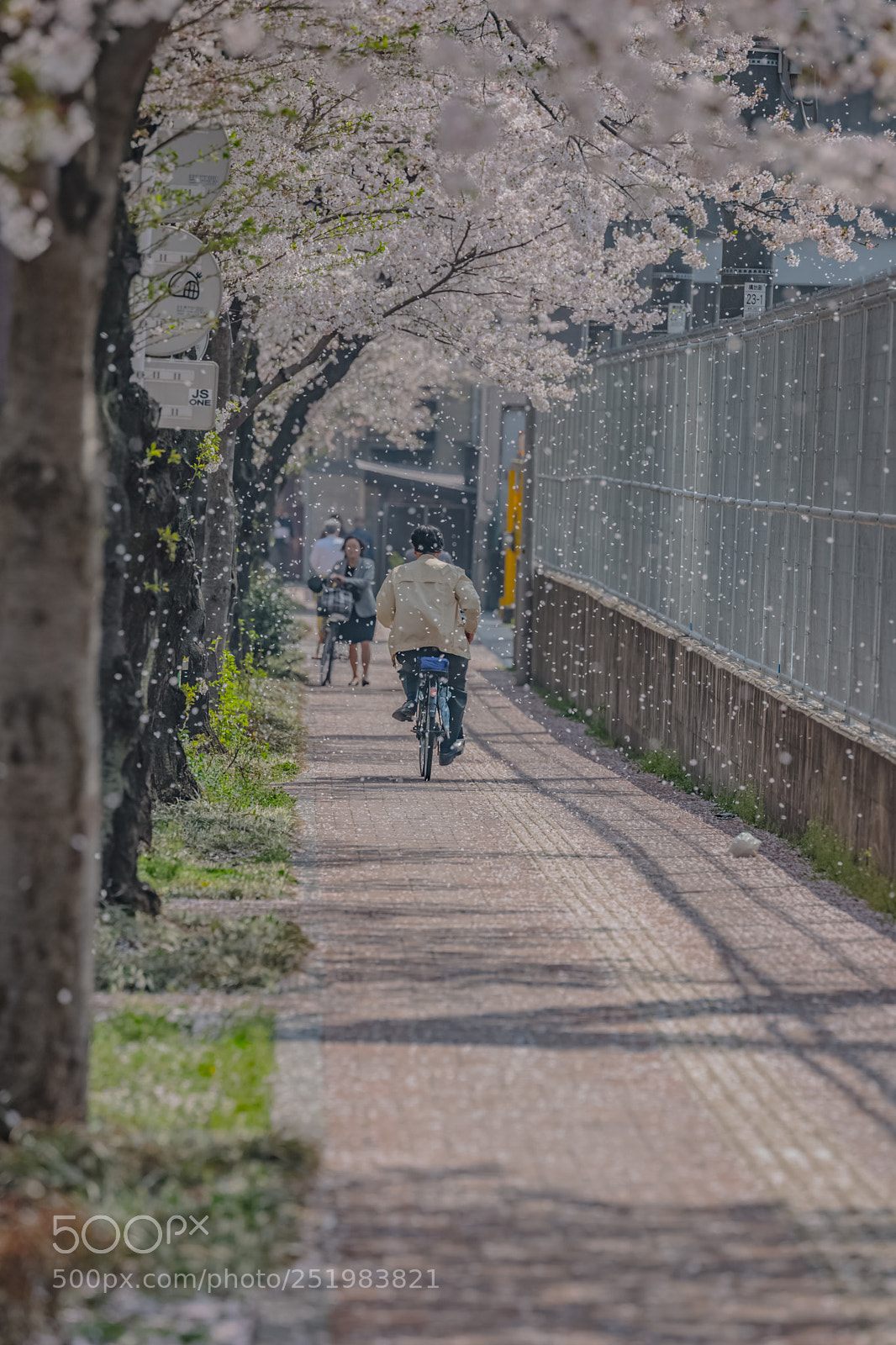 Leica SL (Typ 601) sample photo. Sakura,,, shower..... photography