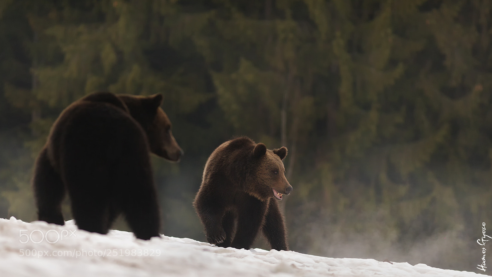 Canon EOS 5D Mark II sample photo. Brown bear photography