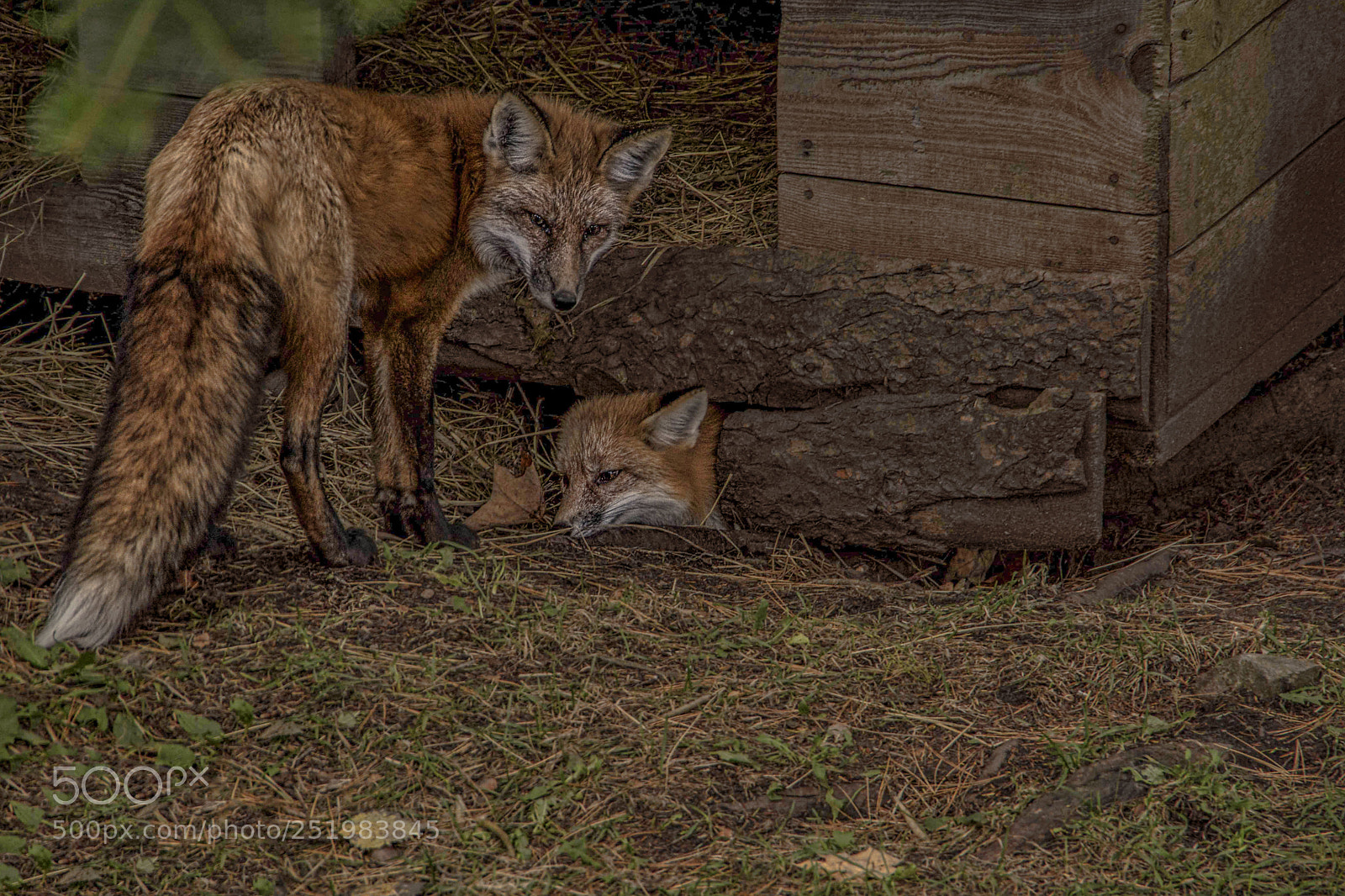 Nikon D5200 sample photo. Conversation... photography