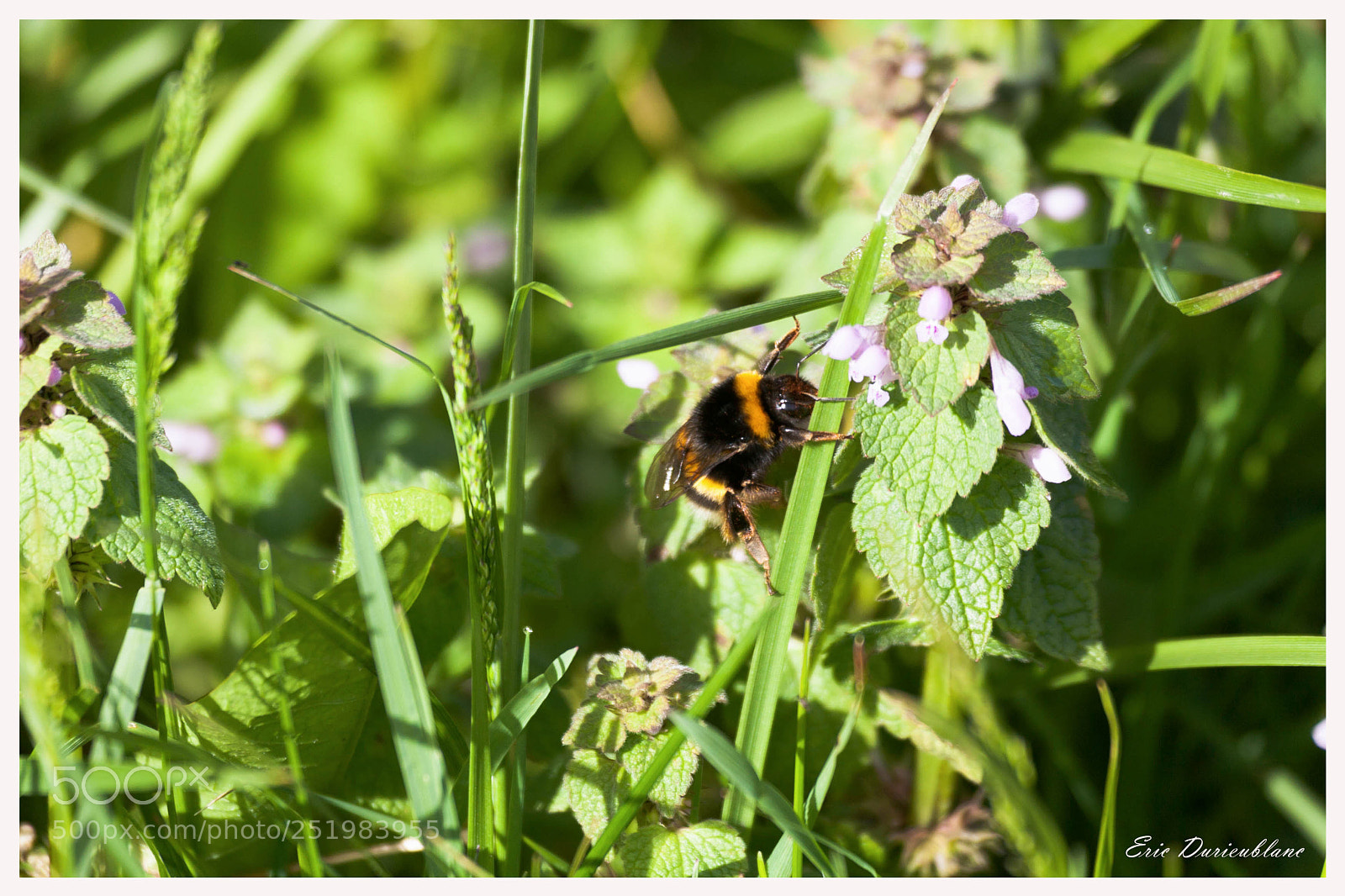 Canon EOS-1D Mark II sample photo. Untitled photography