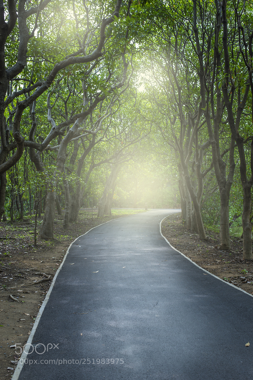 Nikon D610 sample photo. Roads and trees photography
