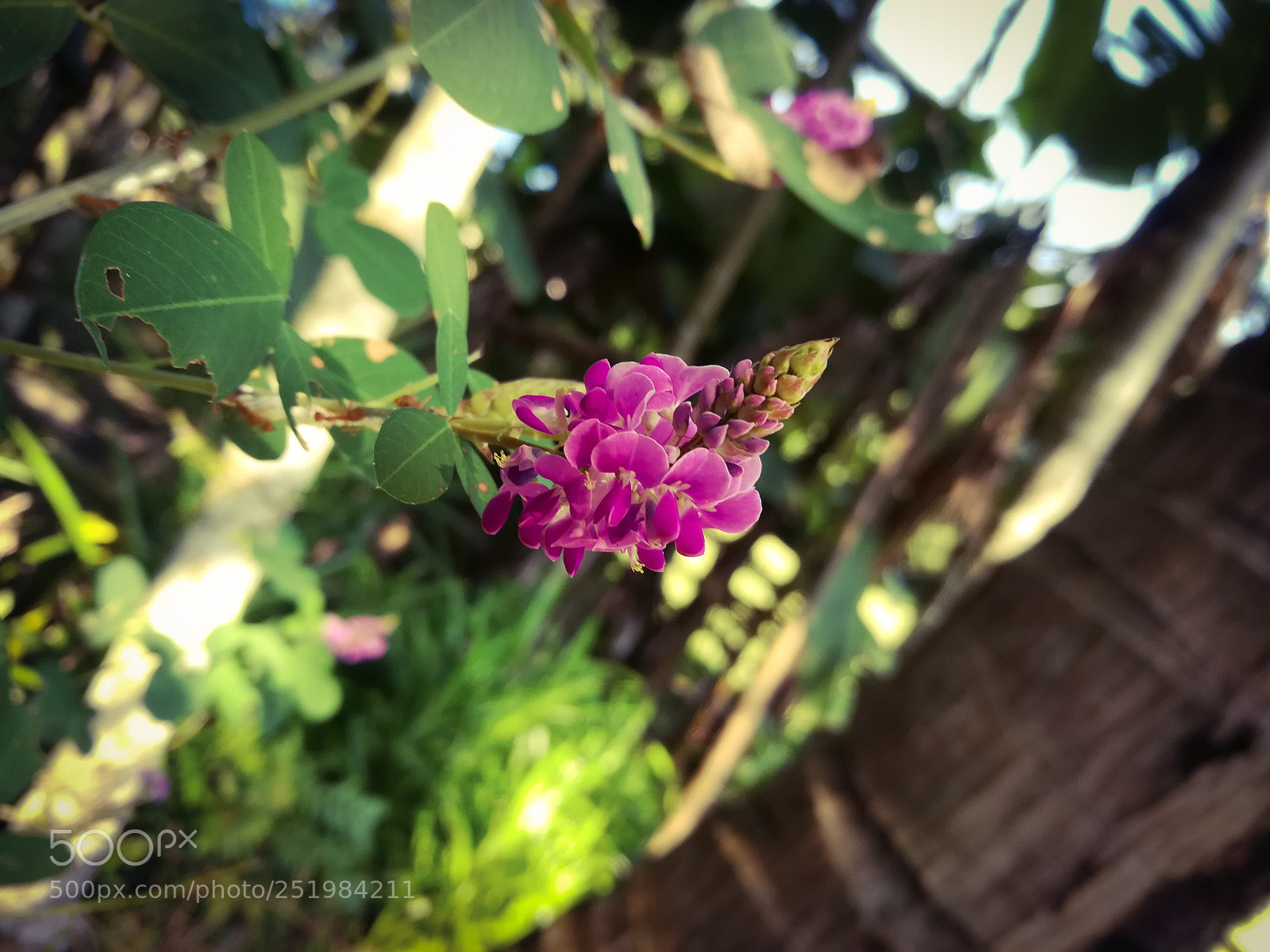 HUAWEI honor 6x sample photo. Into the wild photography