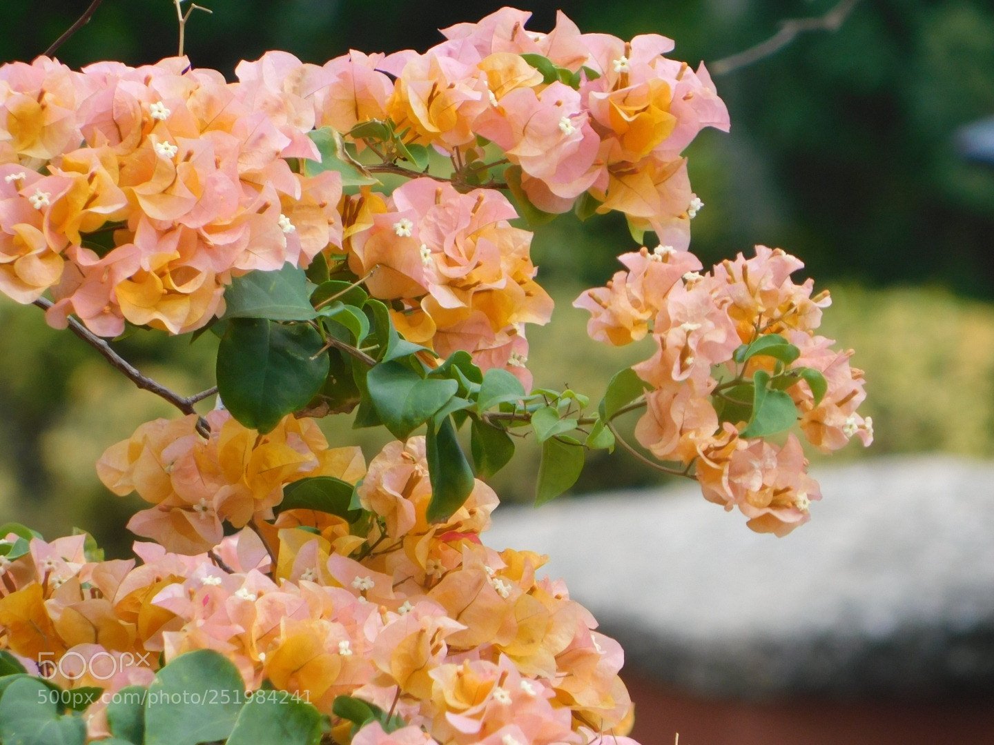 Nikon Coolpix B500 sample photo. Relaxing orange photography