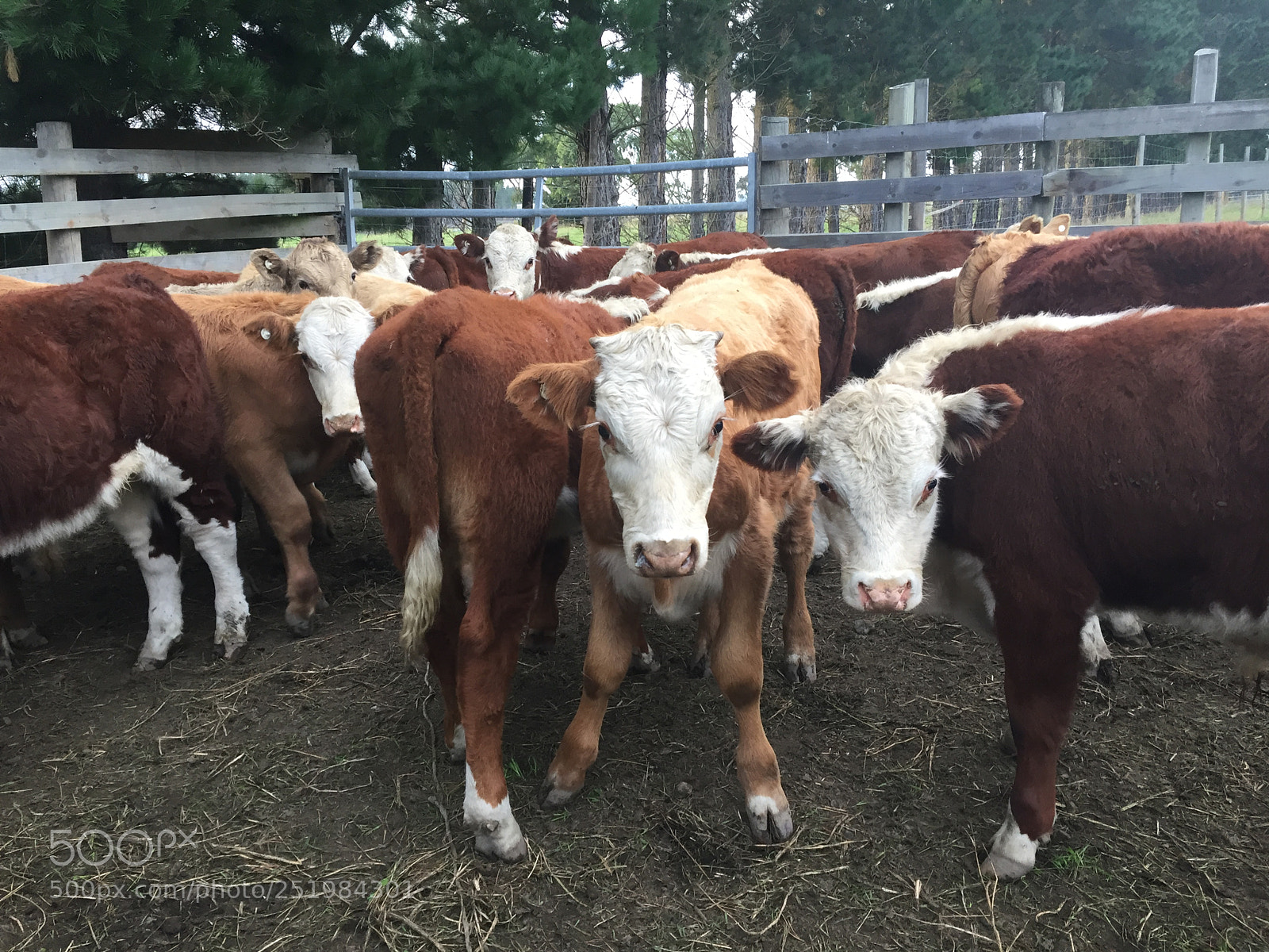 Apple iPhone 6 sample photo. Cattle photography