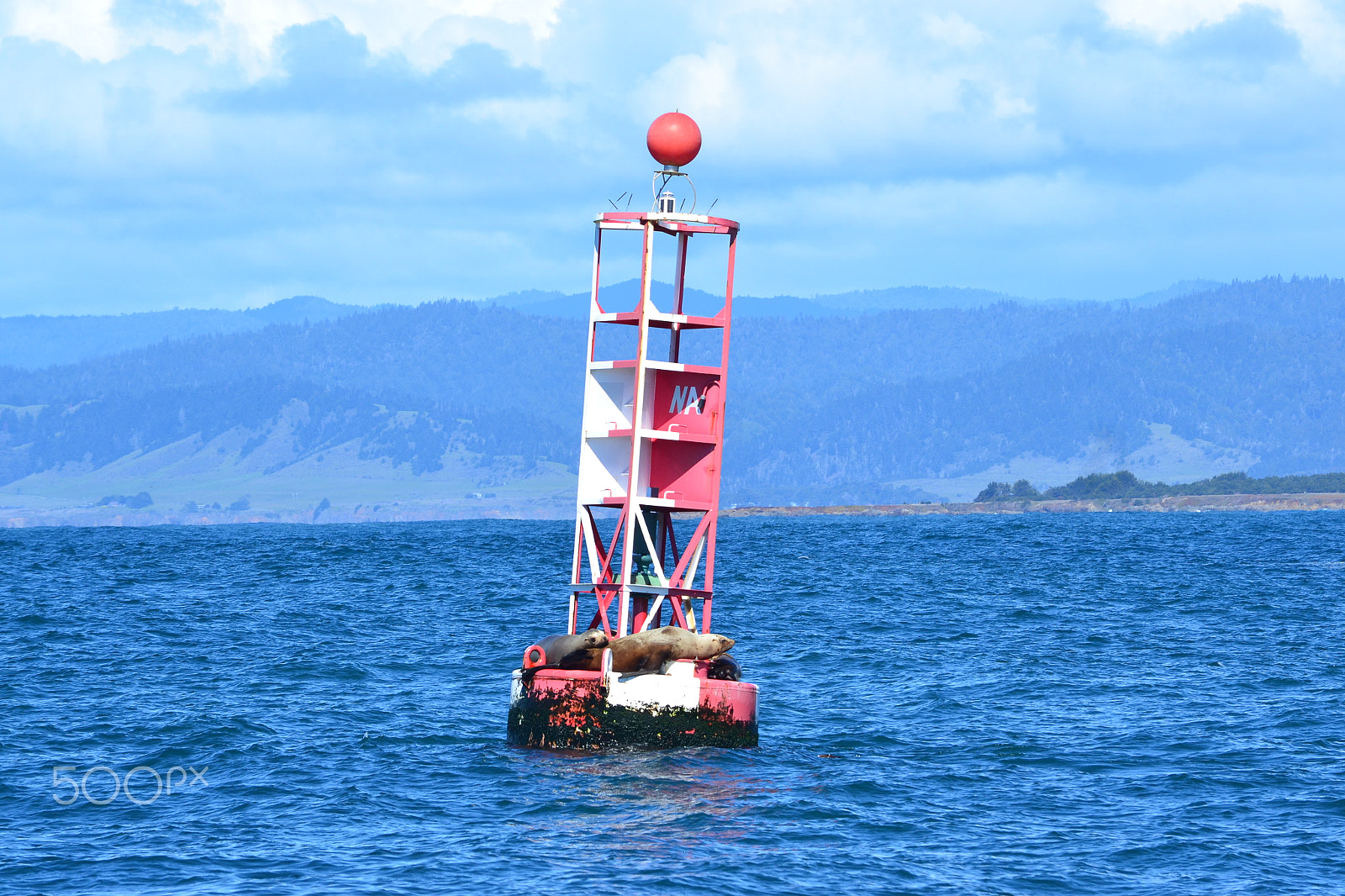 Nikon D3100 sample photo. Relaxing on the buoy photography