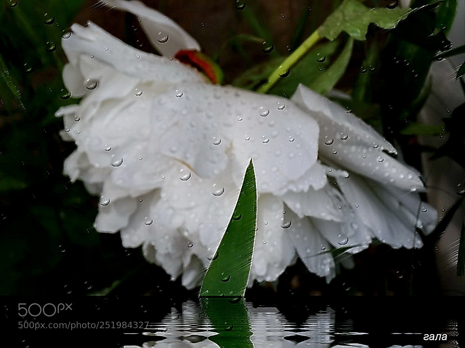 Sony Cyber-shot DSC-HX300 sample photo. But it's raining ... photography
