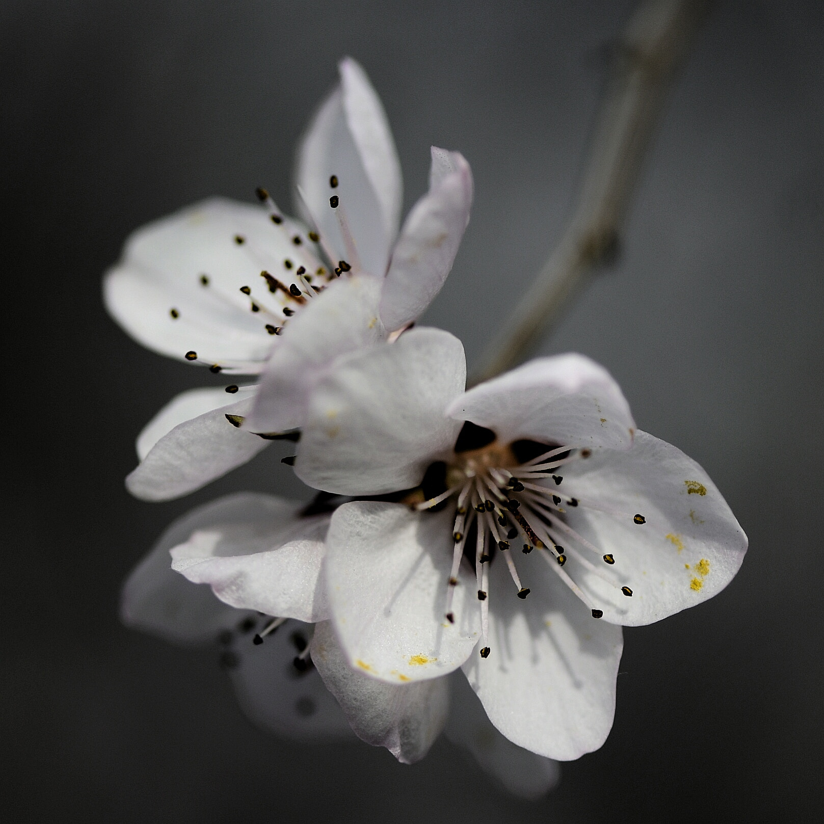 Nikon AF-S Micro-Nikkor 105mm F2.8G IF-ED VR sample photo. Apricot flowers photography