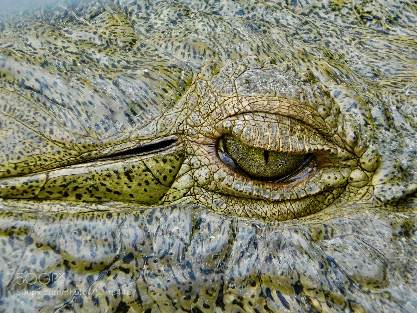Nikon Coolpix B500 sample photo. Deeper green photography