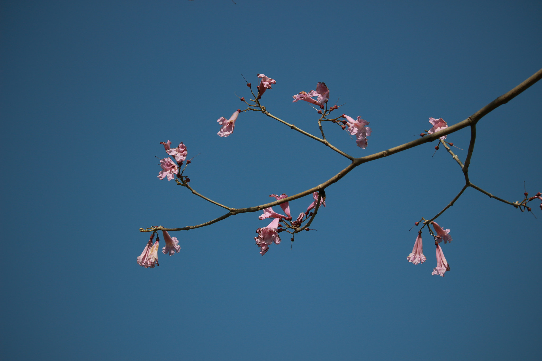 Canon EF-S 55-250mm F4-5.6 IS STM sample photo. 花🌸与枝 photography