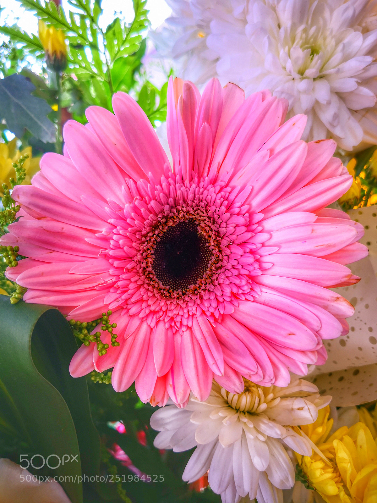 HUAWEI Mate 10 sample photo. 那么的鲜艳，短暂 photography