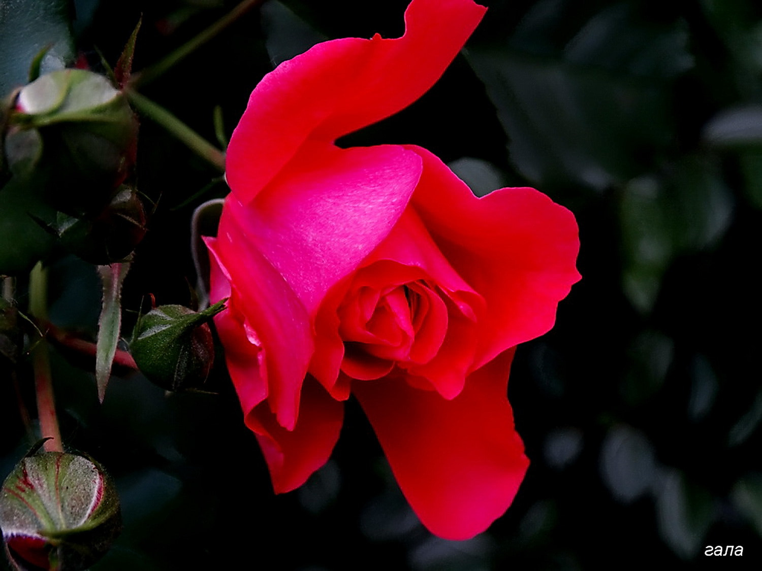 Minolta AF 80-200mm F2.8 HS-APO G sample photo. Roses photography