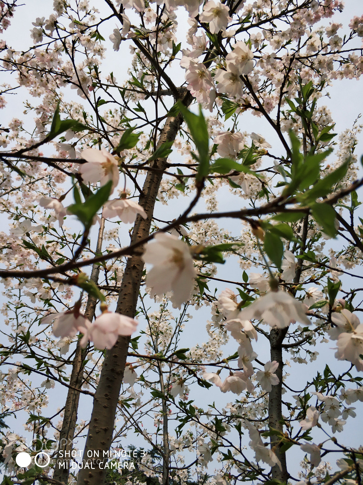 Xiaomi Mi Note 3 sample photo. Untitled photography