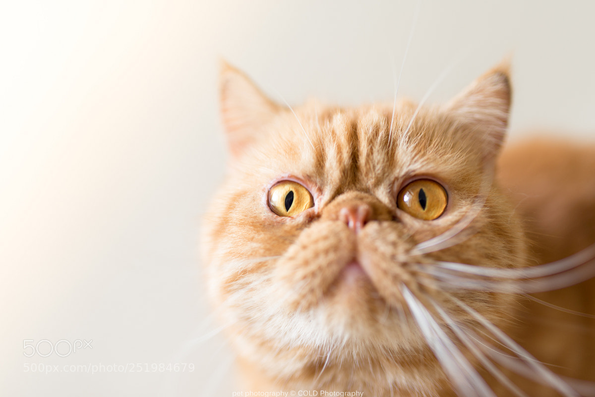 Nikon D610 sample photo. A cute exotic shorthair photography