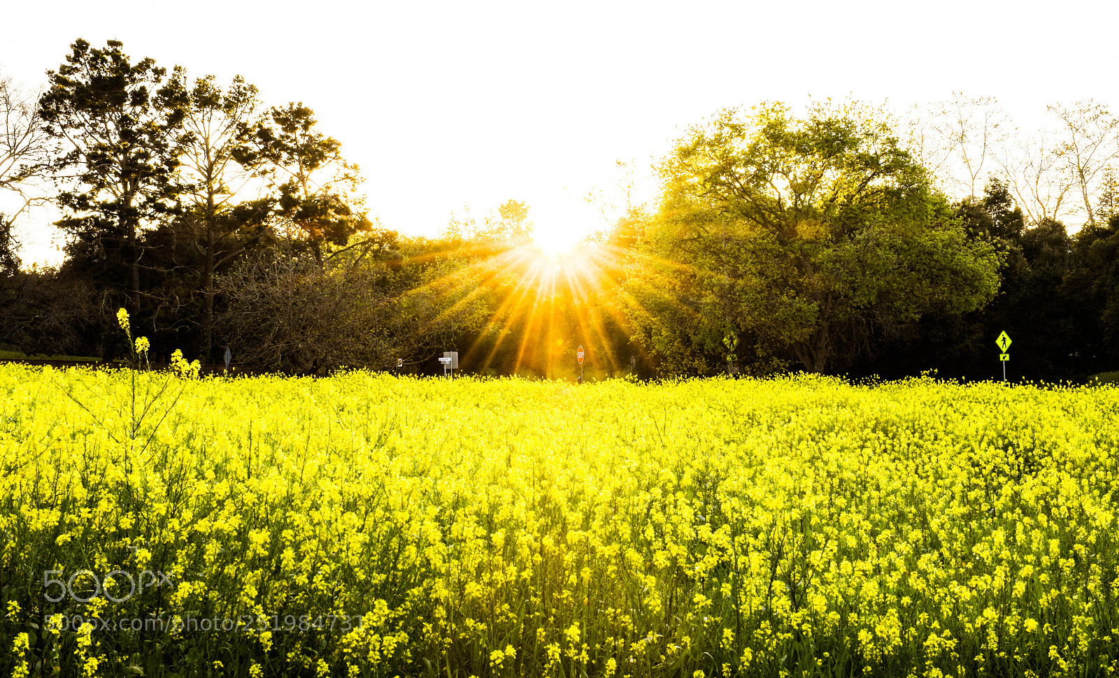 Nikon D7500 sample photo. Yellow photography