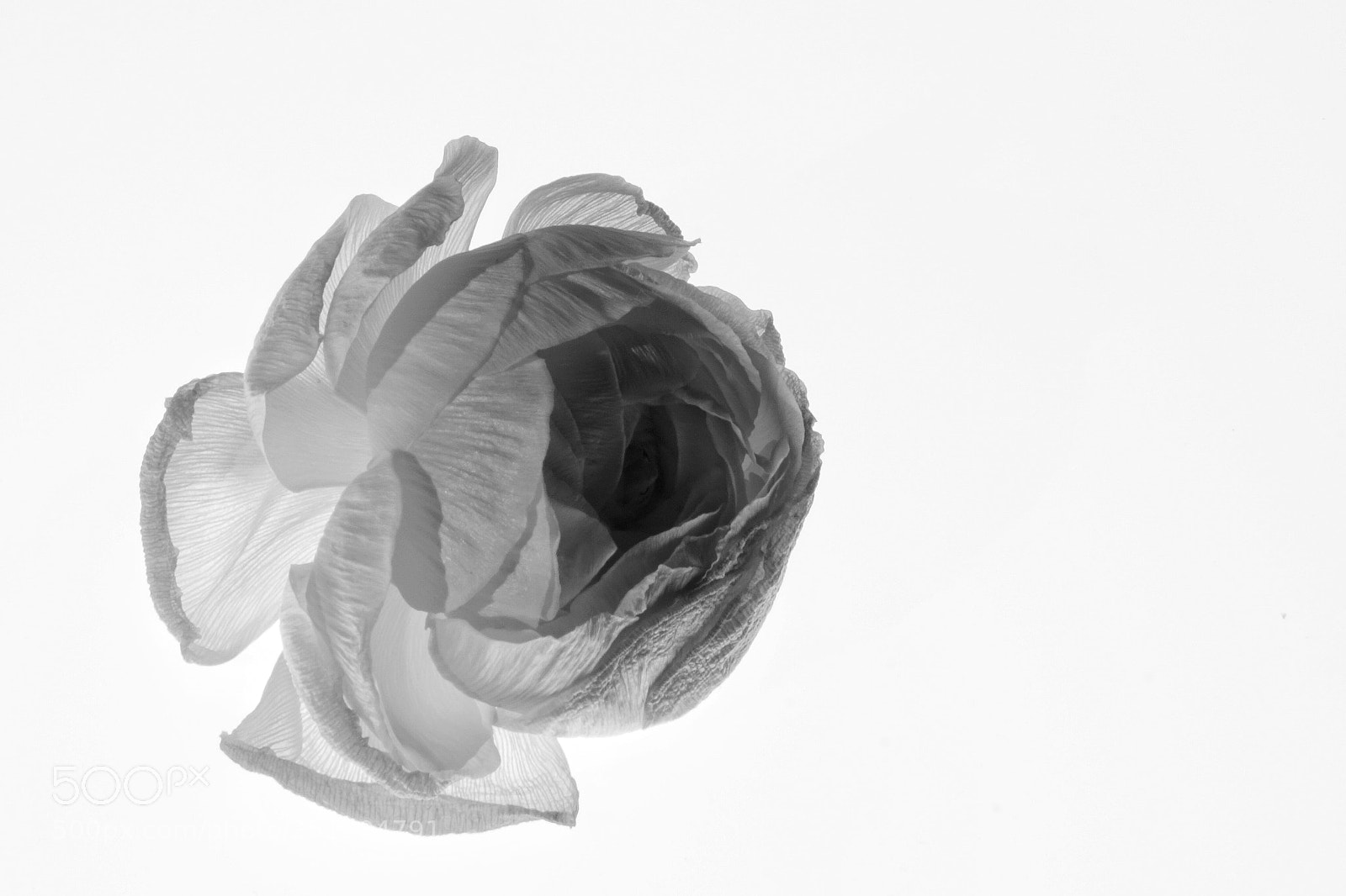 Sony a6000 sample photo. Raununculus closeup photography