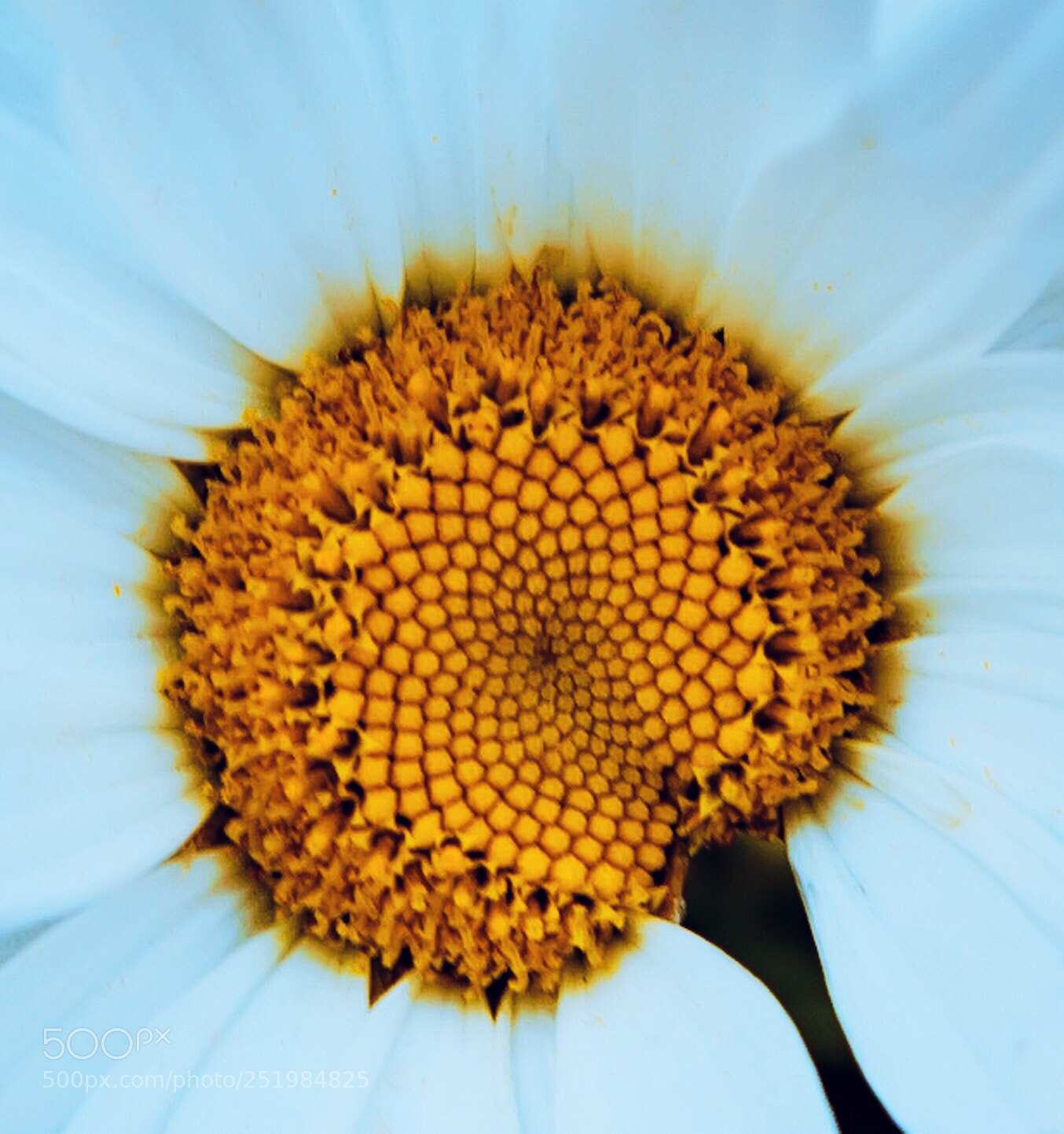 Canon EOS 5D Mark II sample photo. Daring simplicity  photography