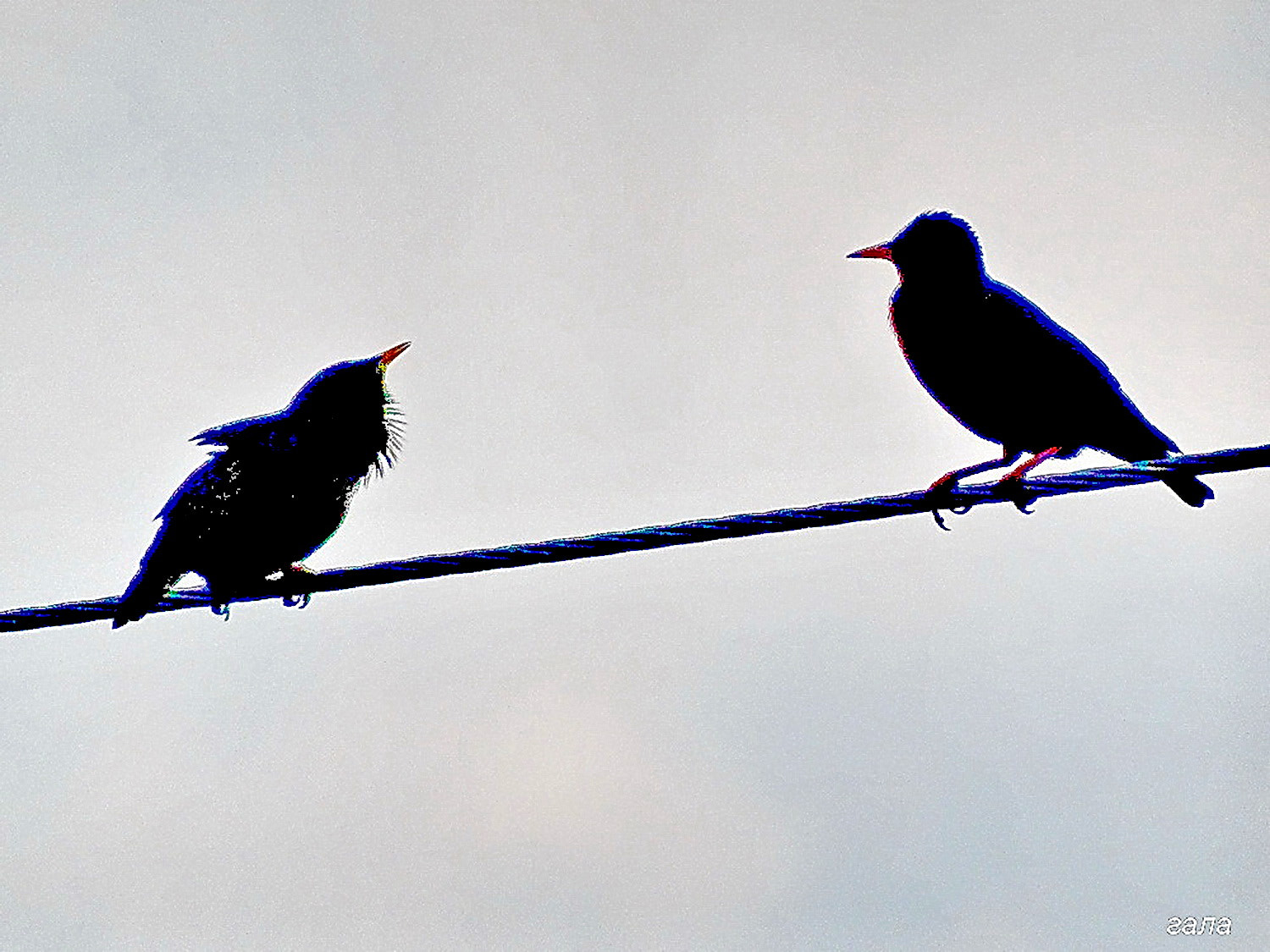 Minolta AF 80-200mm F2.8 HS-APO G sample photo. Do you love me ? photography