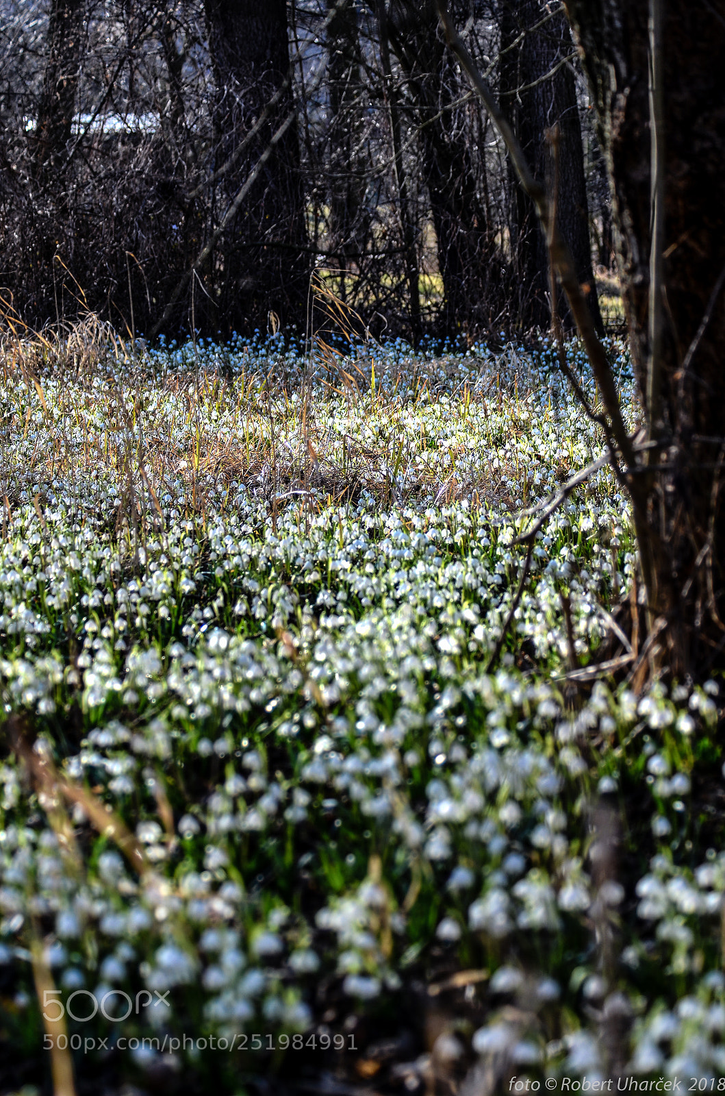 Nikon D7000 sample photo. Spring snowflake photography