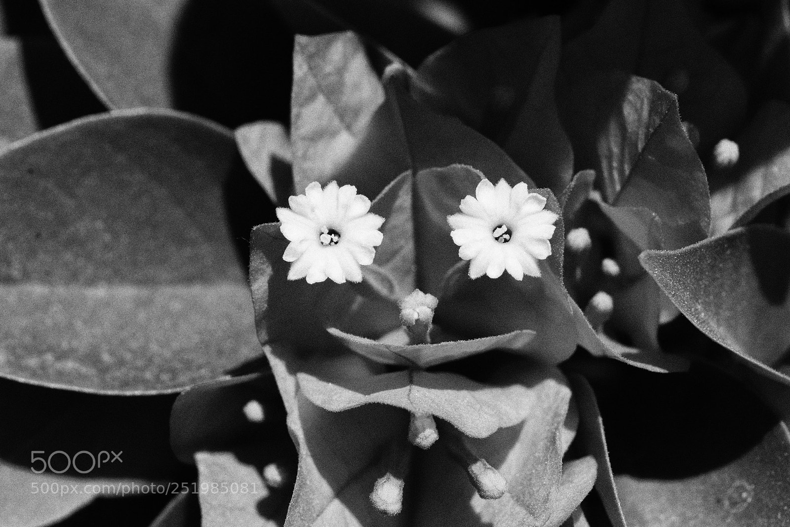 Nikon D7100 sample photo. Smiling flower photography