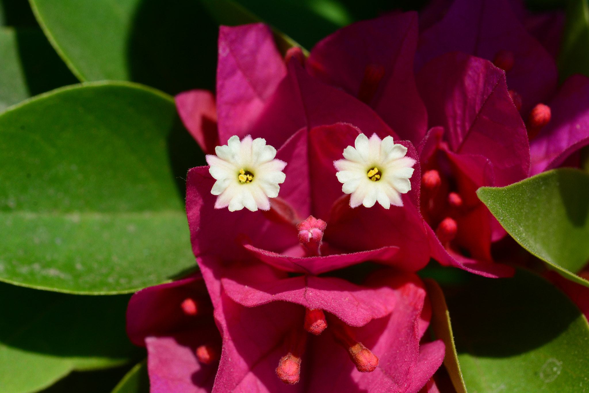 Nikon D7100 + Nikon AF Micro-Nikkor 60mm F2.8D sample photo. Smiling flower photography