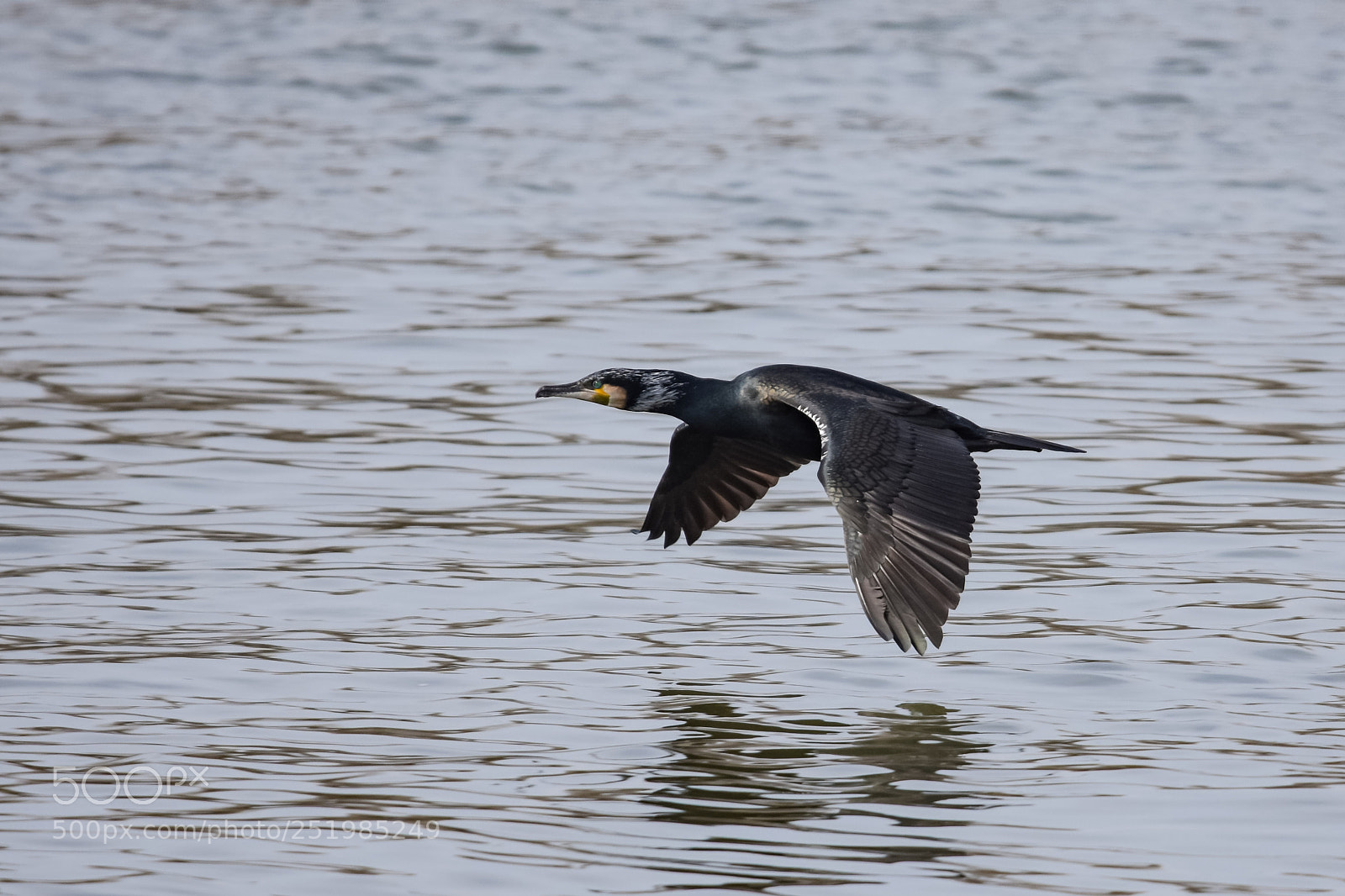 Nikon D7200 sample photo. 'cormorant (phalacrocorax carbo)' photography