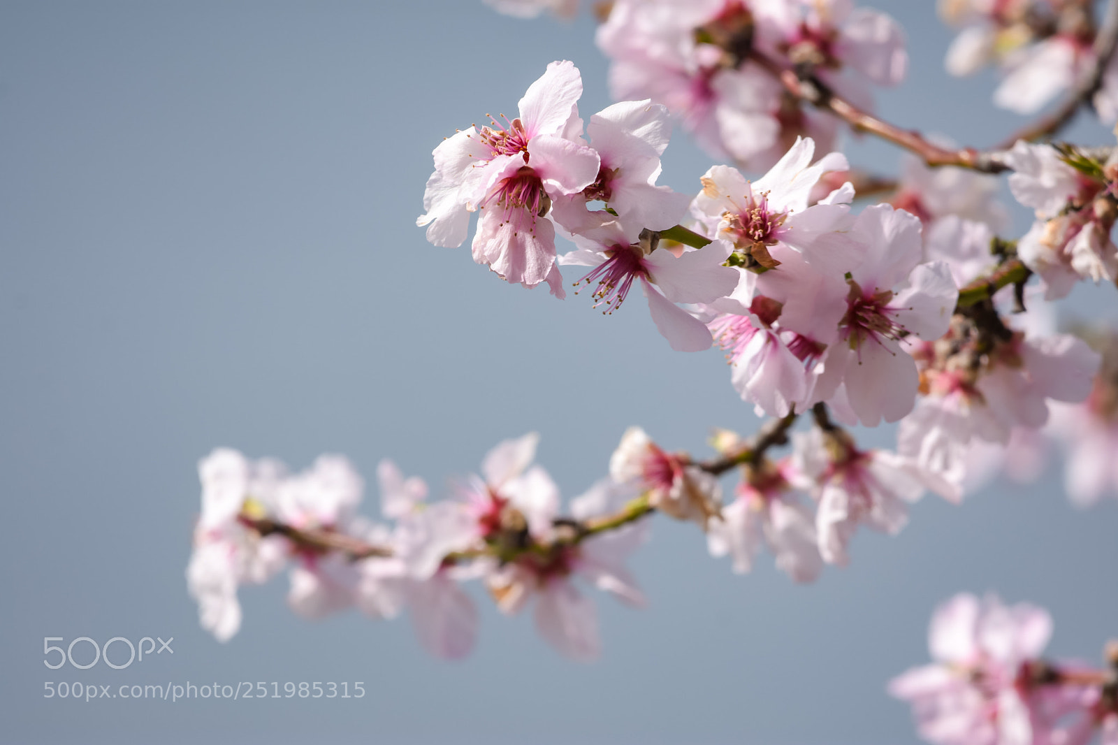 Nikon D7200 sample photo. 'springtime' photography