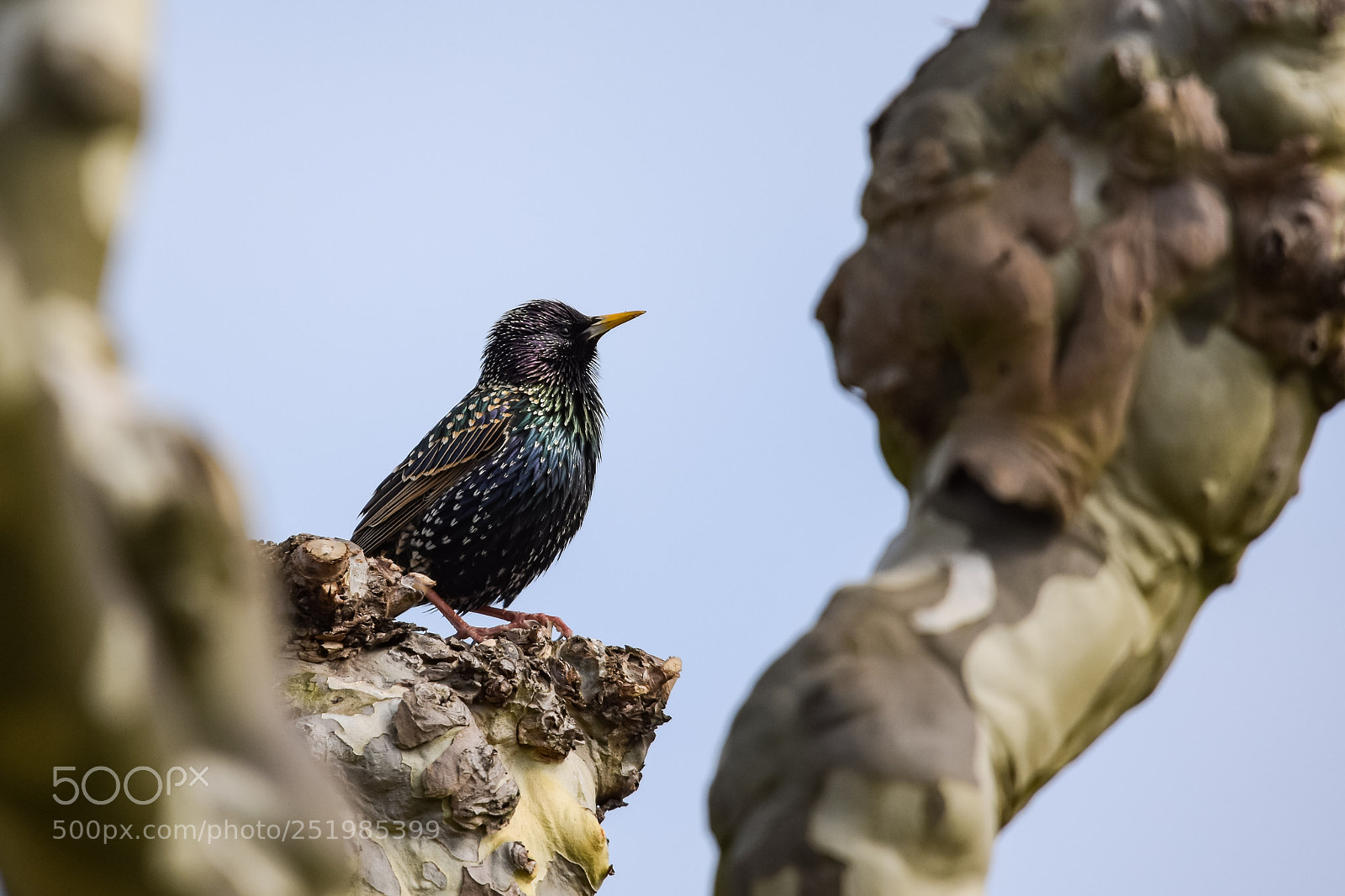 Nikon D7200 sample photo. 'common starling sturnus vulgaris photography