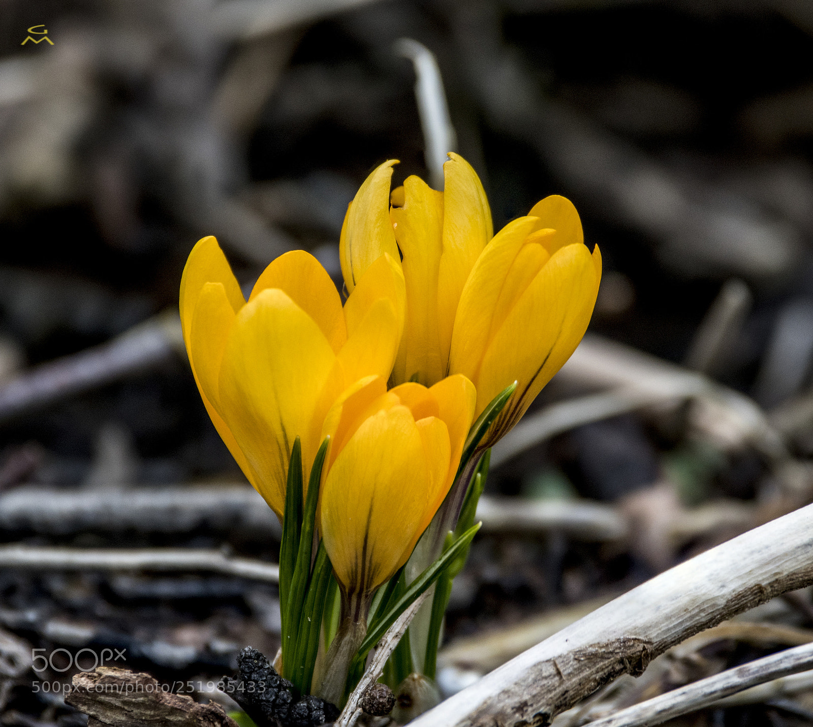 Nikon D500 sample photo. Wild yellow crocus photography