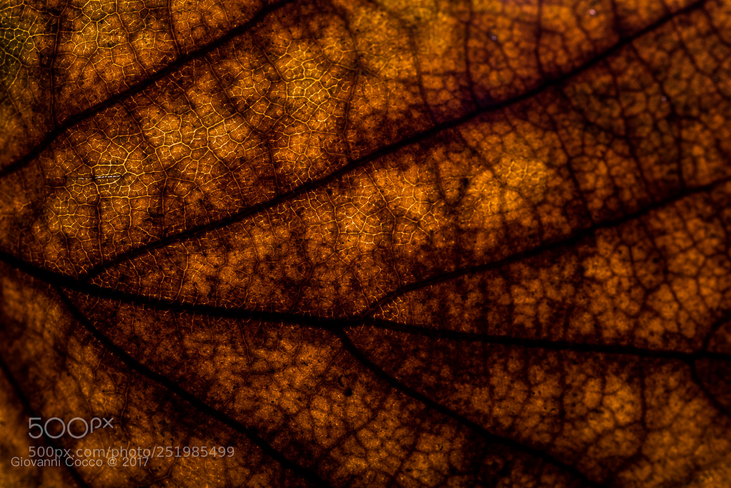 Nikon D810 sample photo. Texture photography